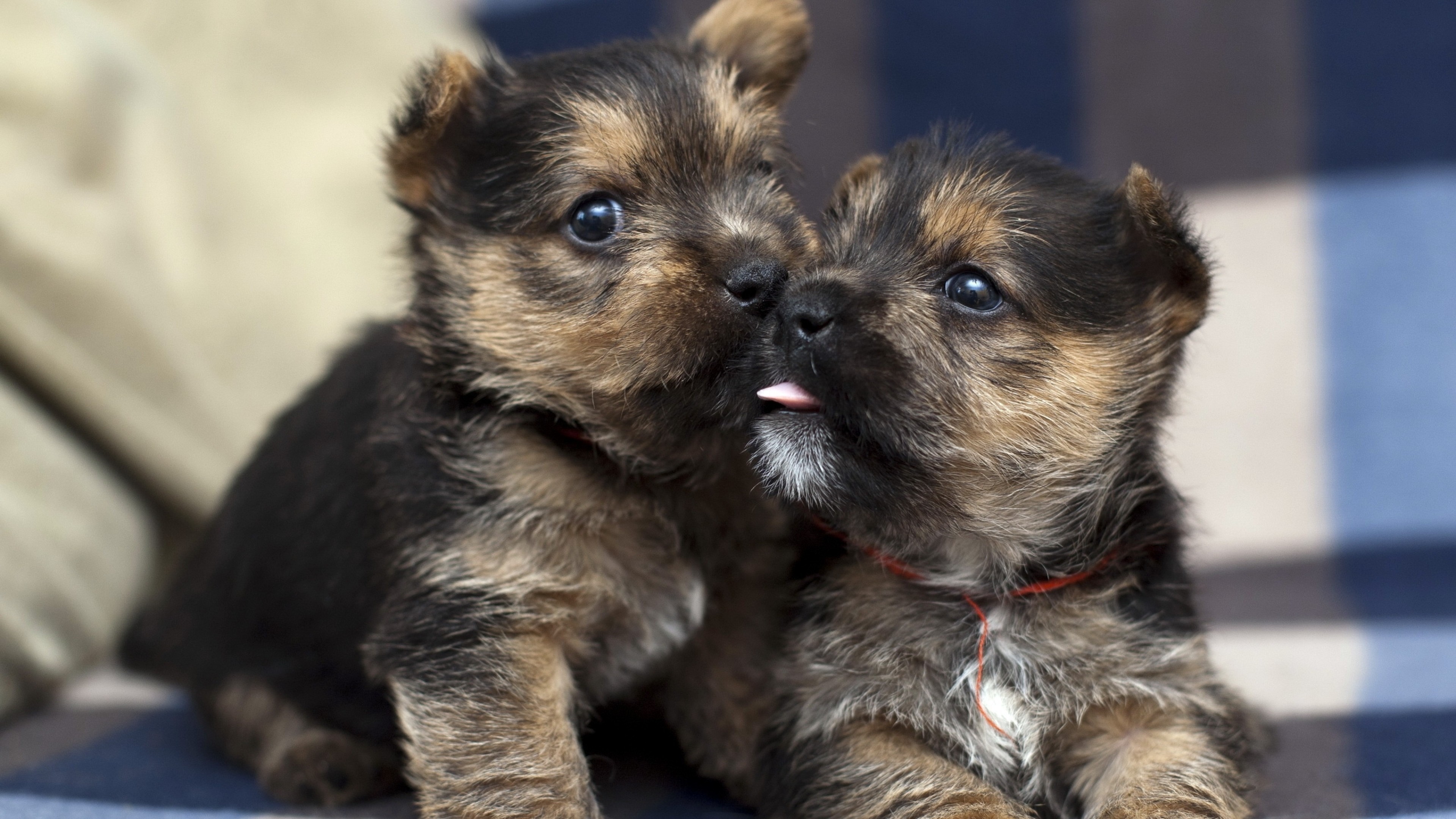 3840x2160  Wallpaper puppies, couple, tenderness, dogs