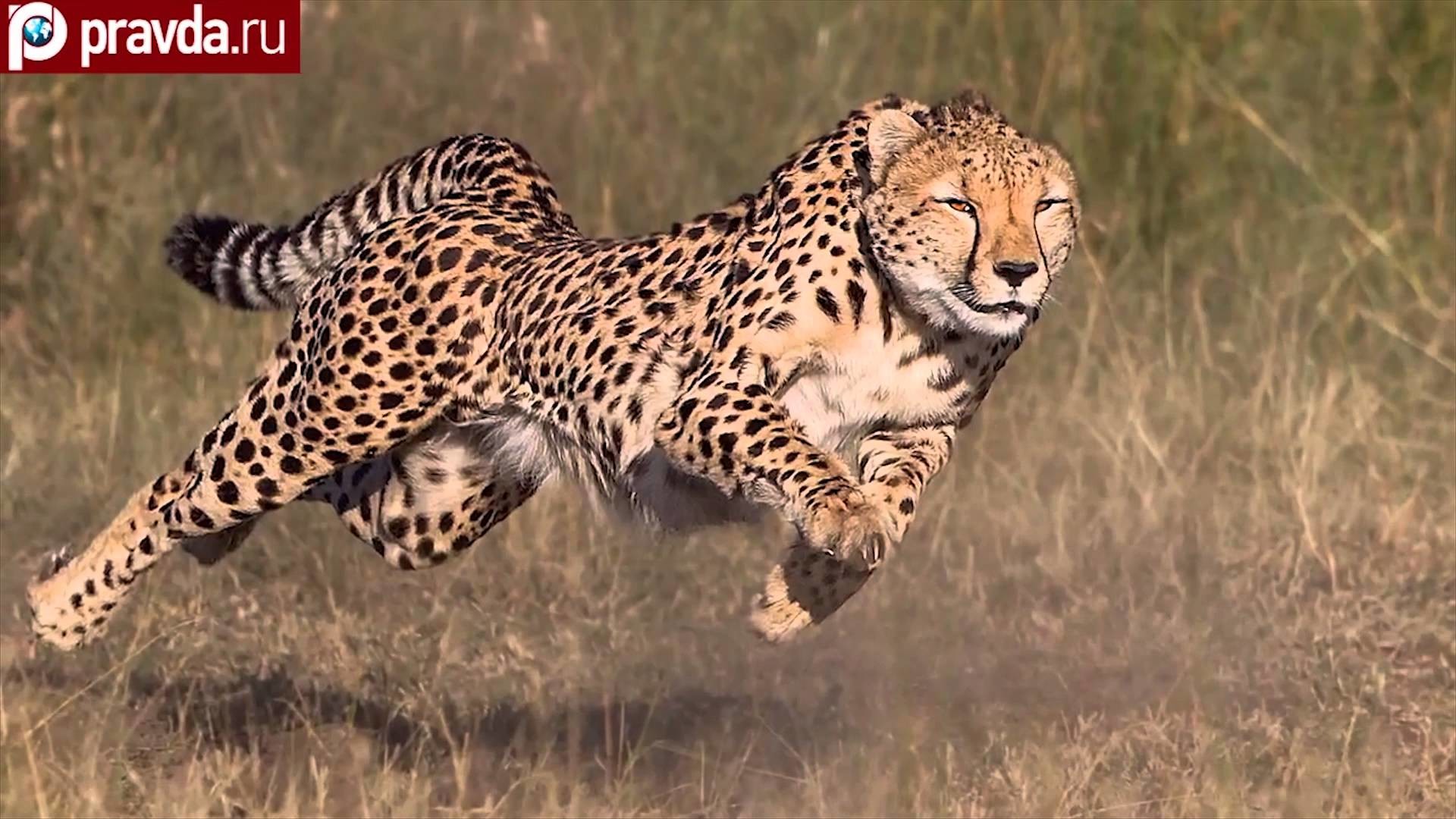 1920x1080 Cheetah's Running Full Speed