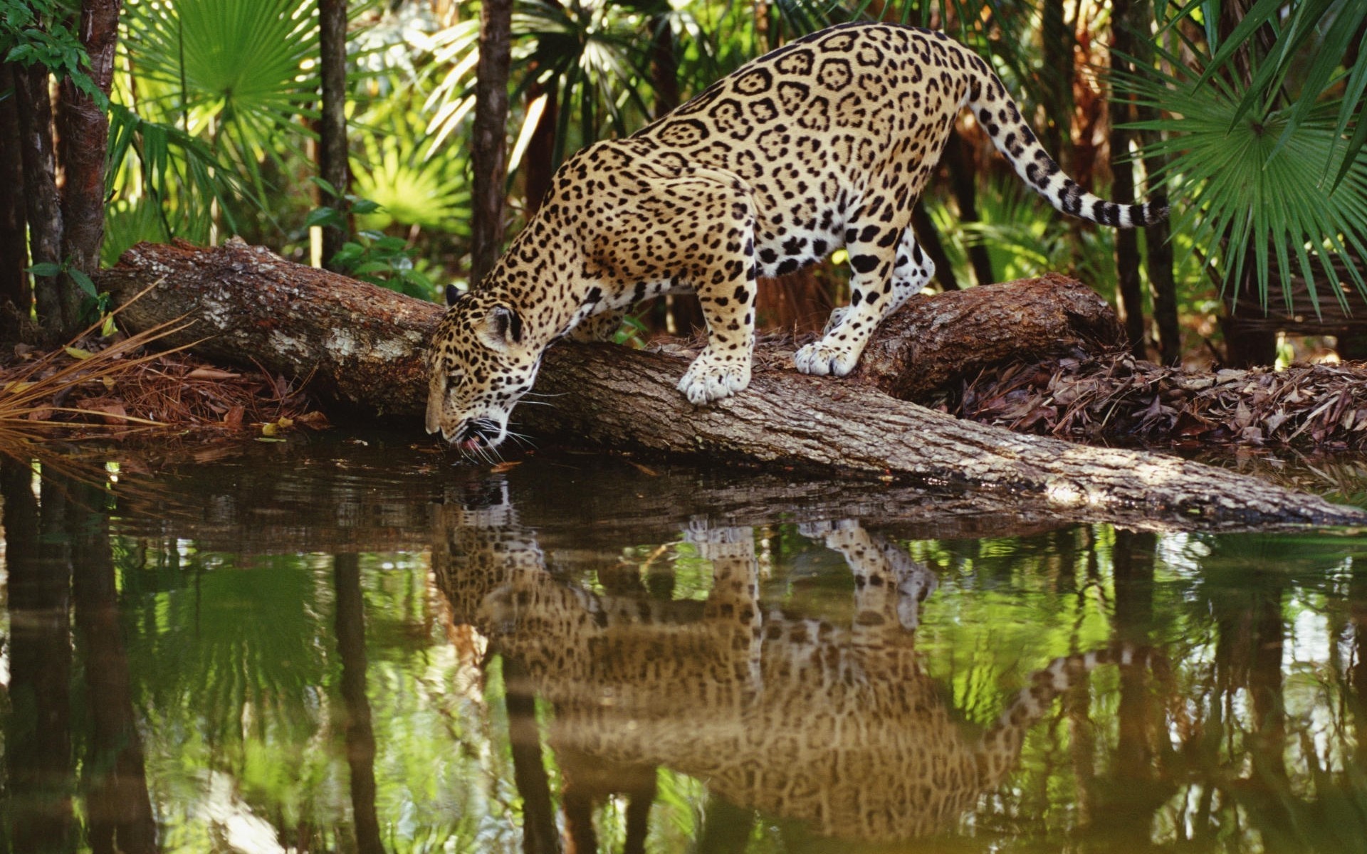 1920x1200 ... HD Animal Wallpapers Â·  Wild_Cat_Leopard_Drinking_Water_in_Jungle_HD_Animal_Wallpapers.  Wild_Cat_Leopard_Drinking_Water_in_Jungle_HD_Animal_Wallpapers