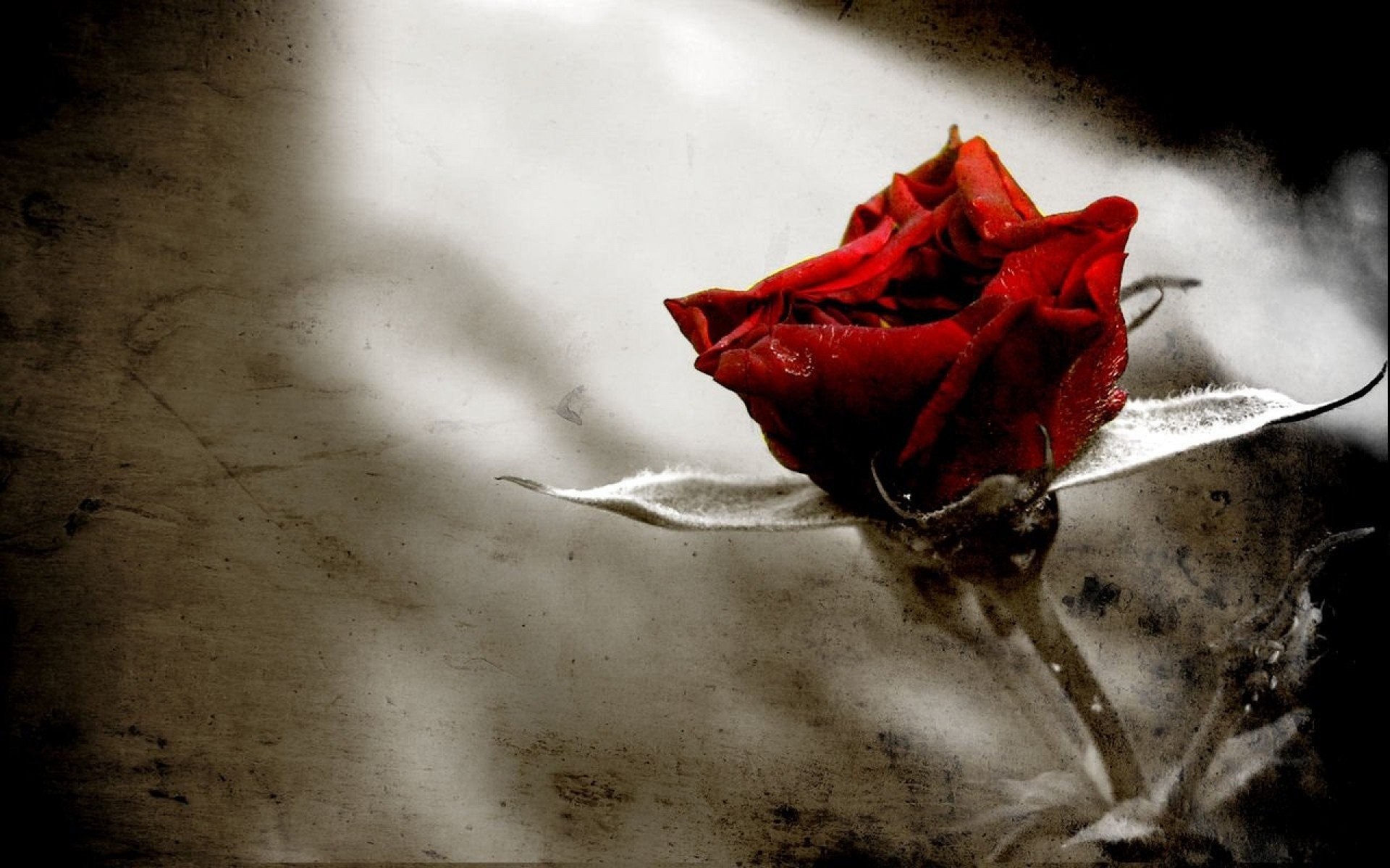 1920x1200 Gothic Roses Red Papers
