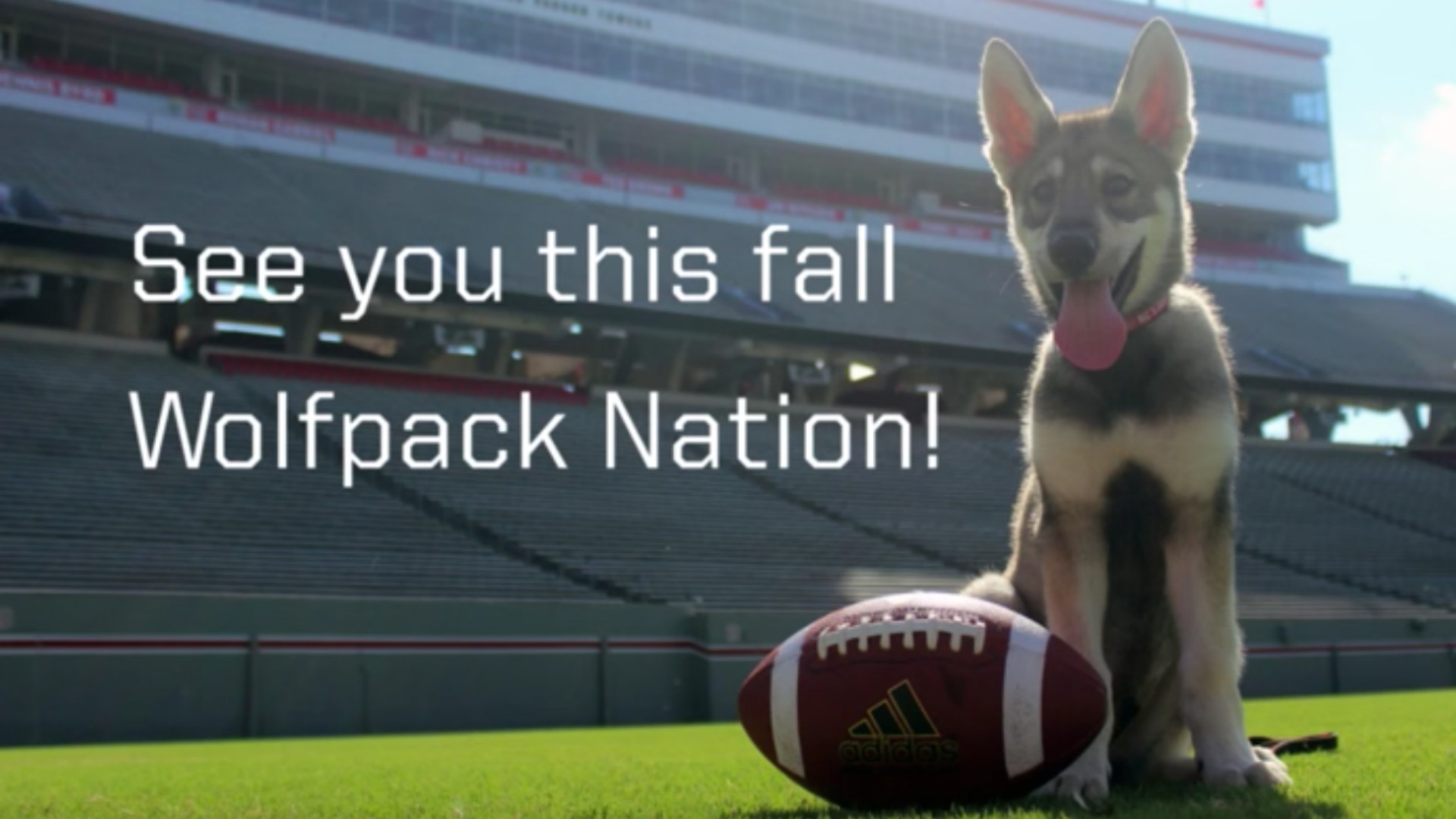 1920x1080 NC State adopts new, way-too-cute puppy mascot, Tuffy II | NCAA Football |  Sporting News