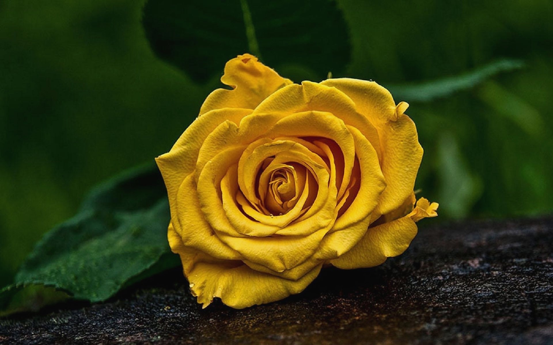 1920x1200 Rose Flower Wallpaper Yellow Php Flowers