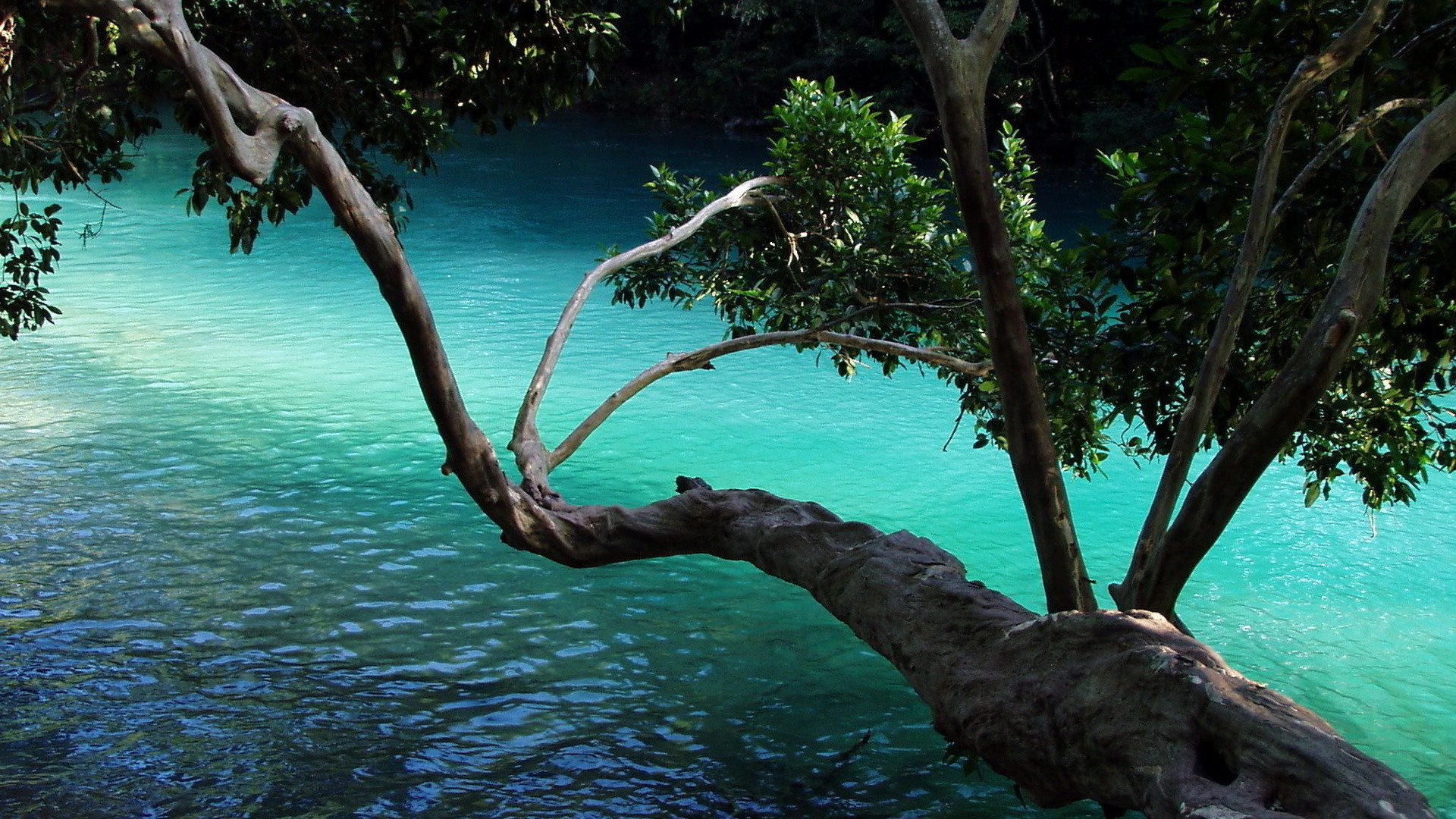 1920x1080 Tree branch over water