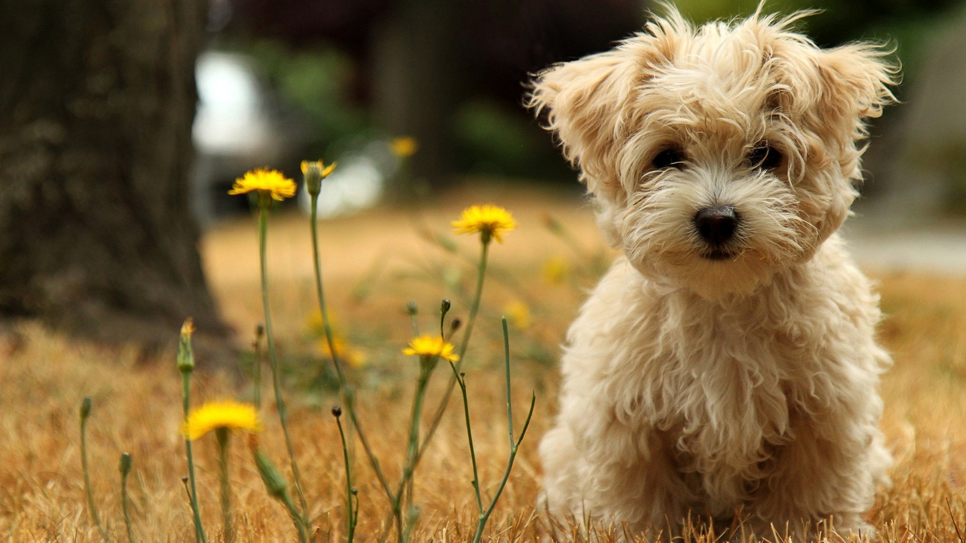 1920x1080 Cute Dogs. . cats.