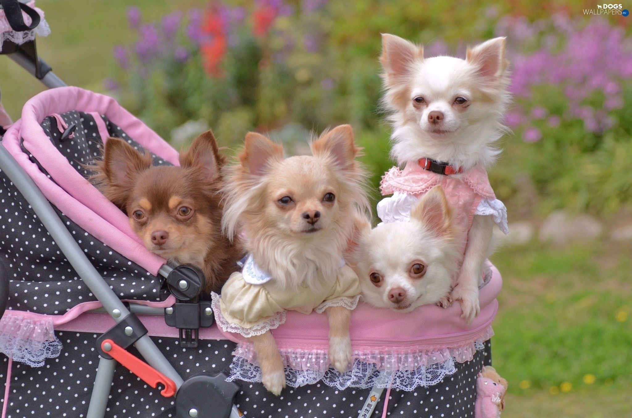 2048x1356 ... Chihuahua, four, puppies ...