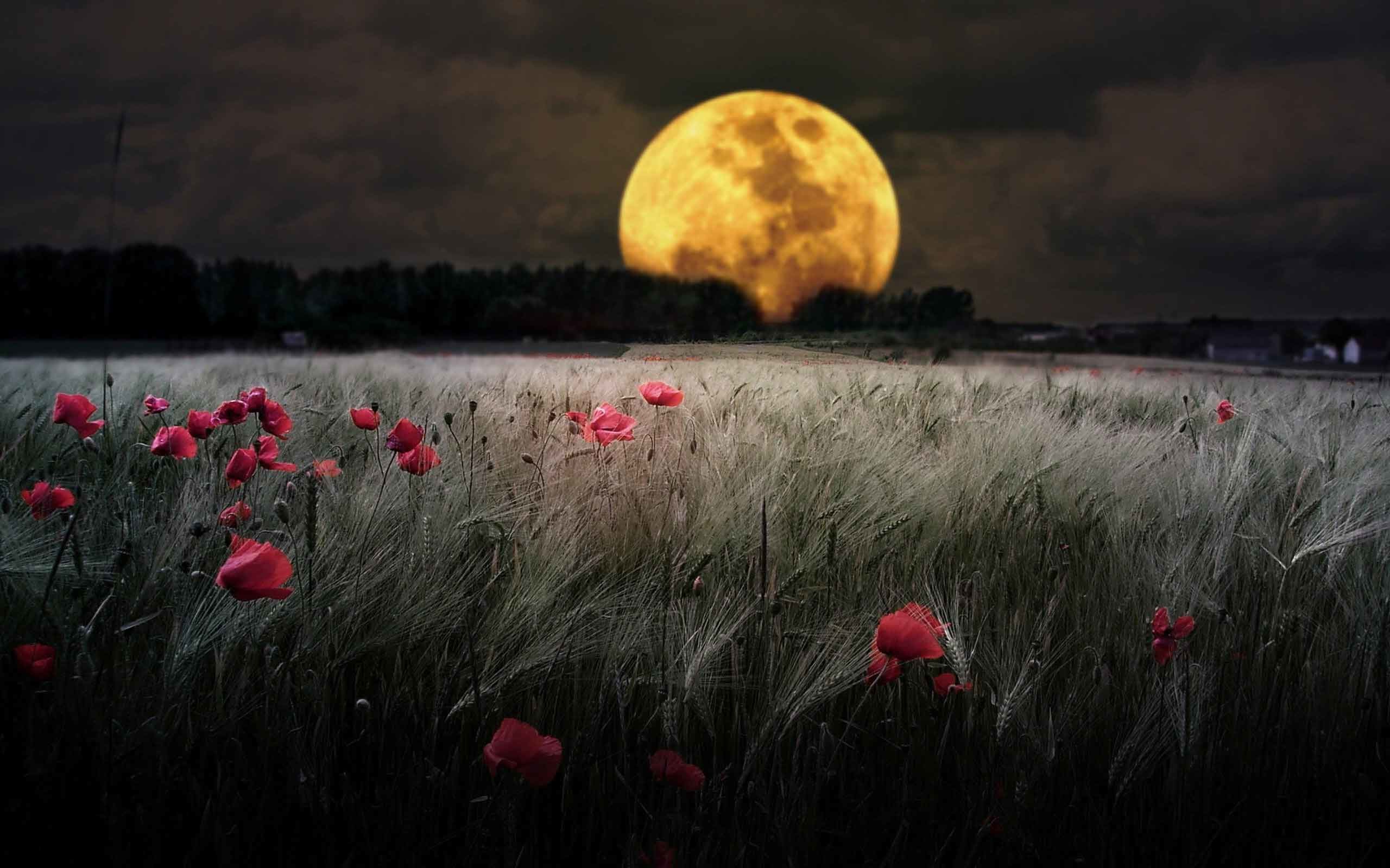 2560x1600 Landscapes Meadows Fields Dark Bokeh Flowers Night Moon Wallpaper View  Nature HD