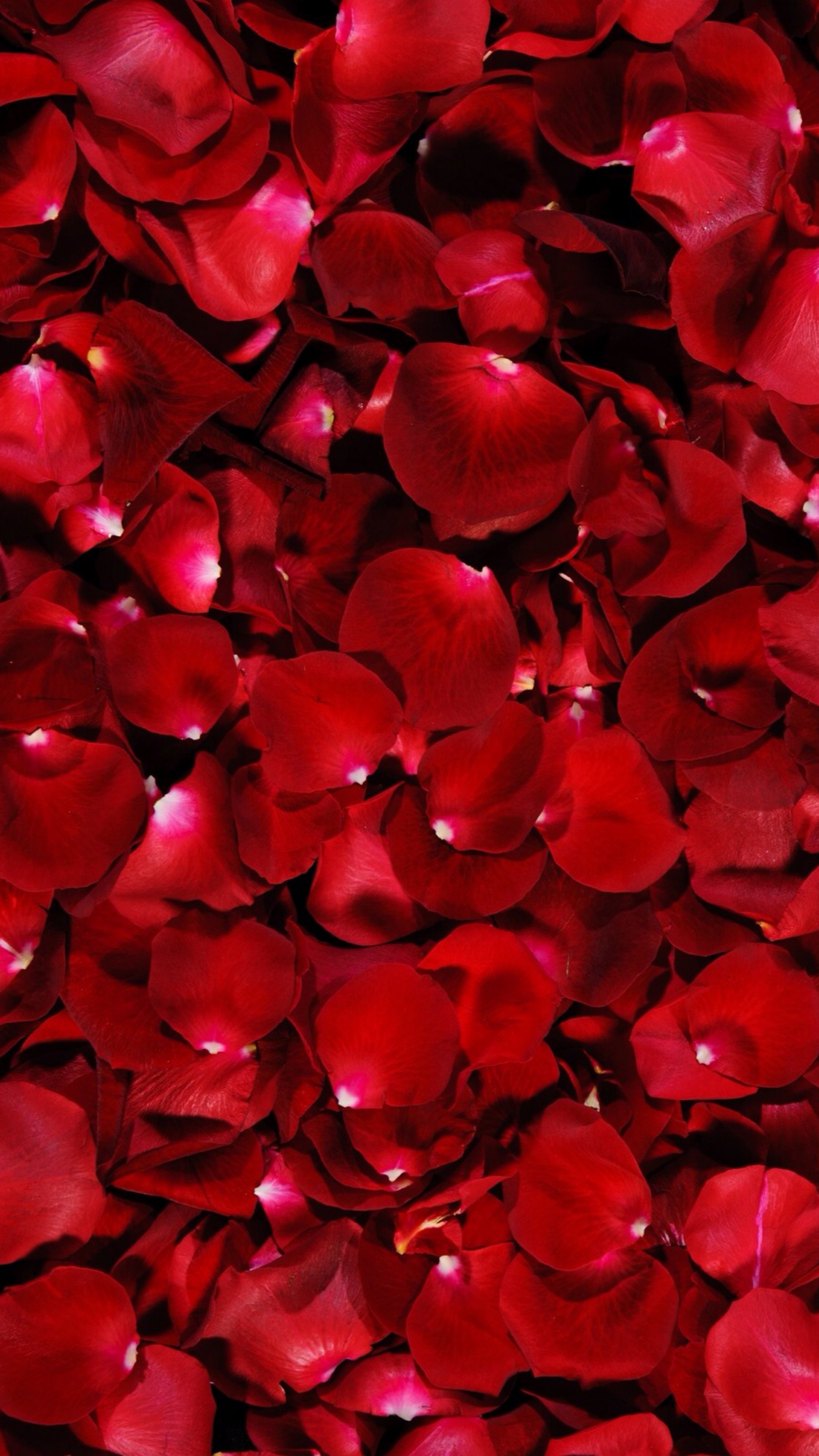 1835x3264 Red rose petals // wallpaper