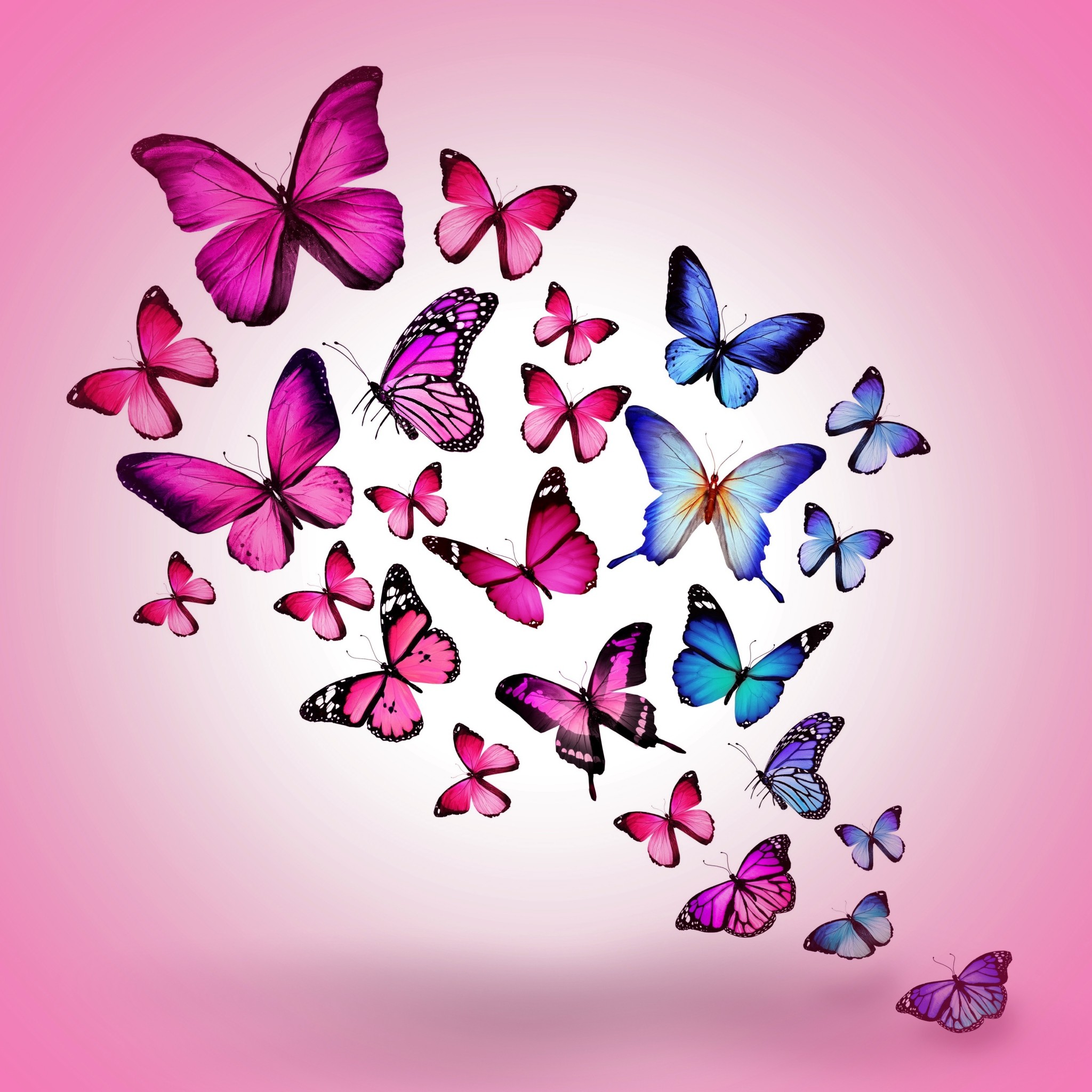 2048x2048  Wallpaper butterfly, drawing, flying, colorful, background, pink