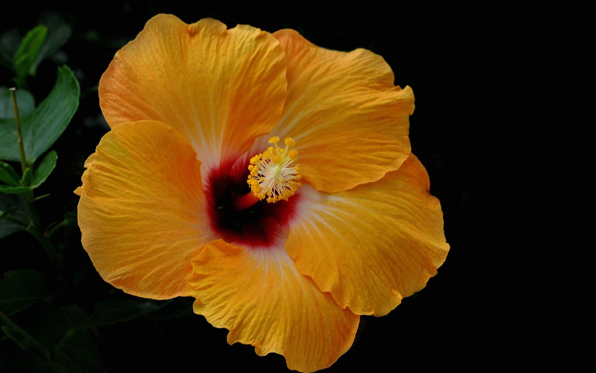 1920x1200 Yellow hibiscus flower on a black background
