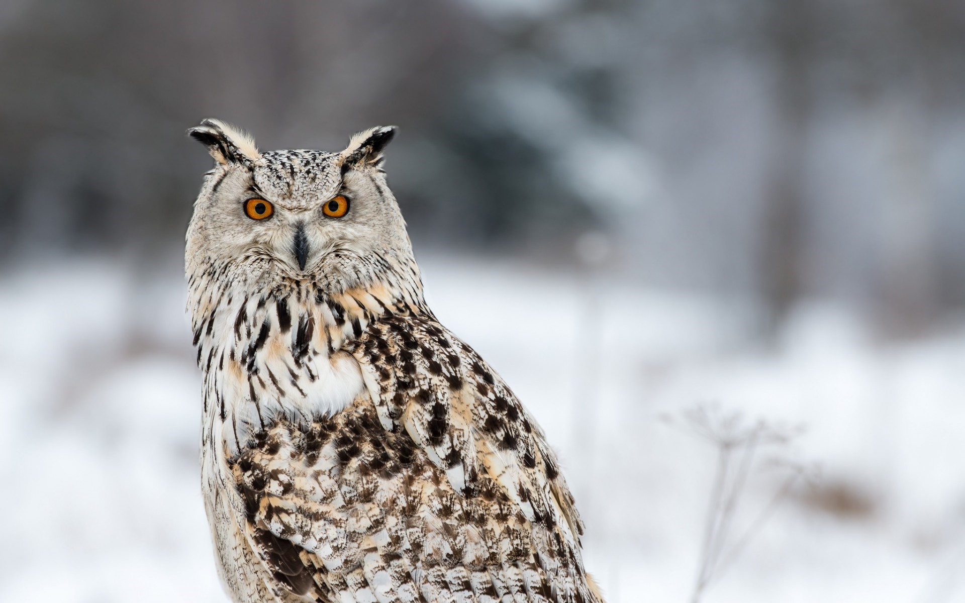1920x1200 Winter-siberian-HD-Walpaper-Animal-Owl-WildLife