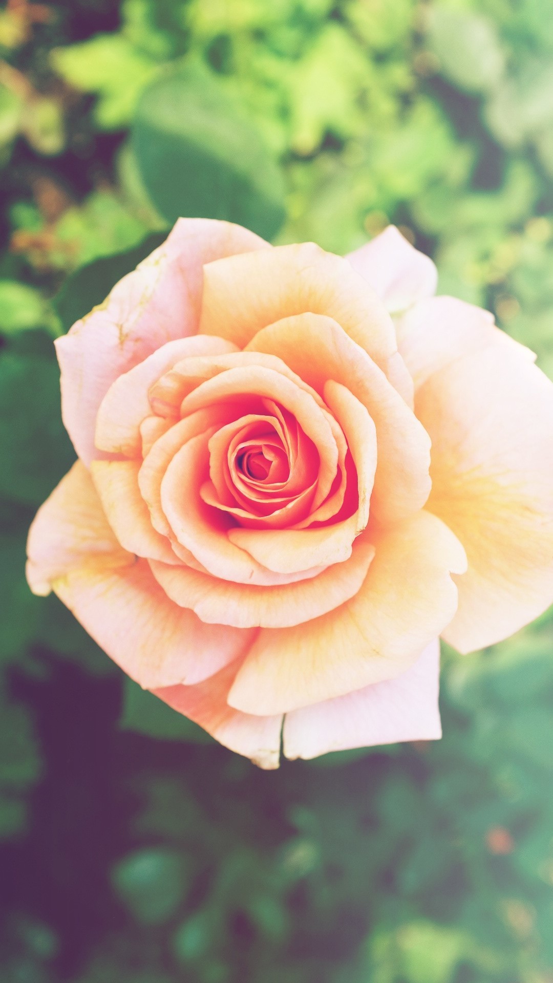 1080x1920 Pink Rose Flower iPhone 6 Plus HD Wallpaper ...
