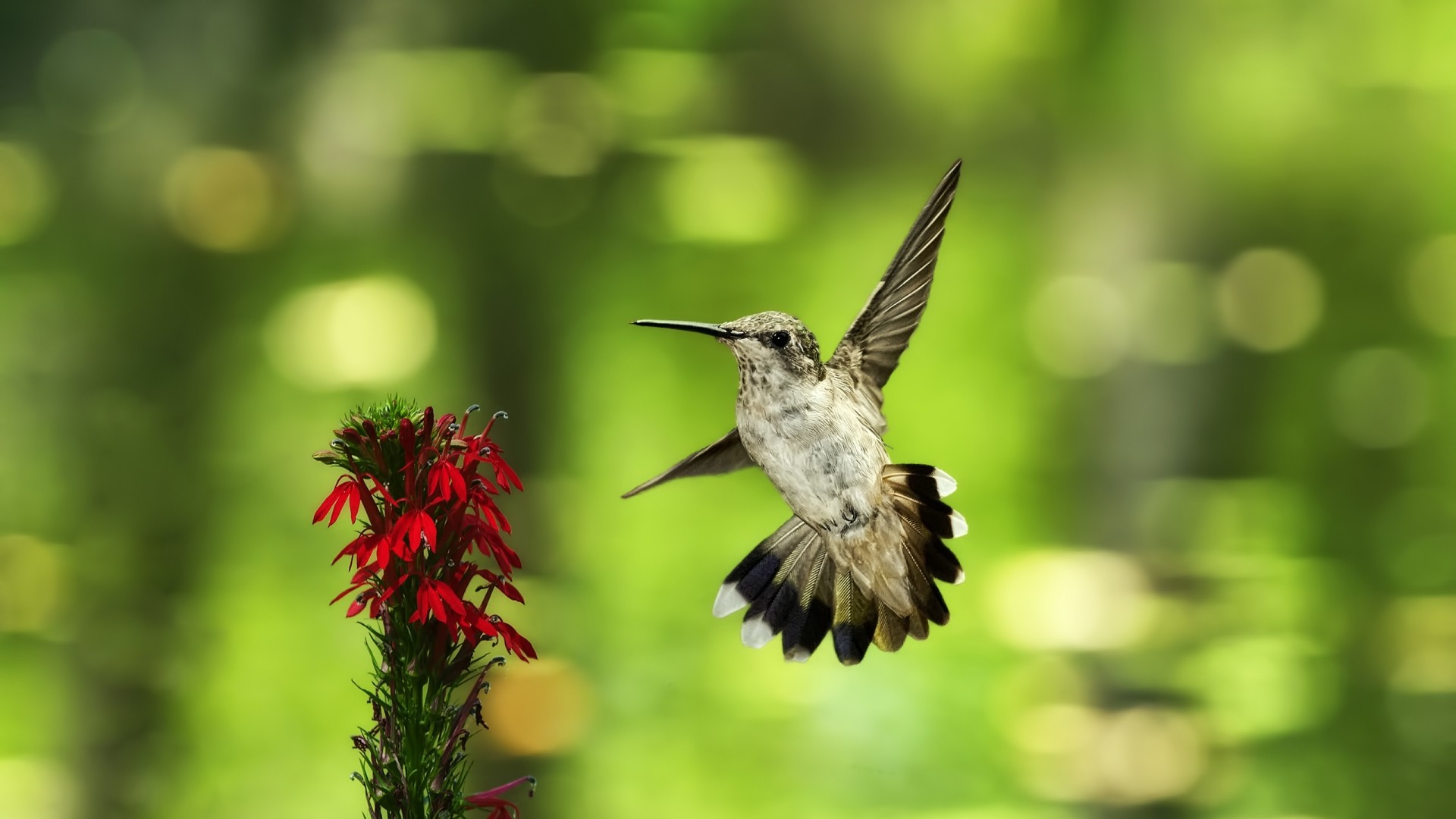 1920x1080 bird, hummingbird, flower