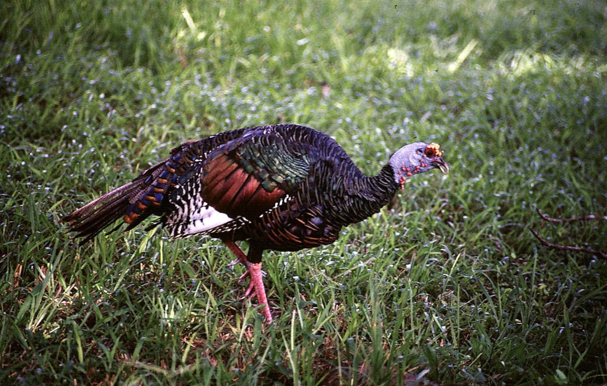 2000x1272 A bird walking in a clearing. Ocellated Turkey Meleagris ocellata