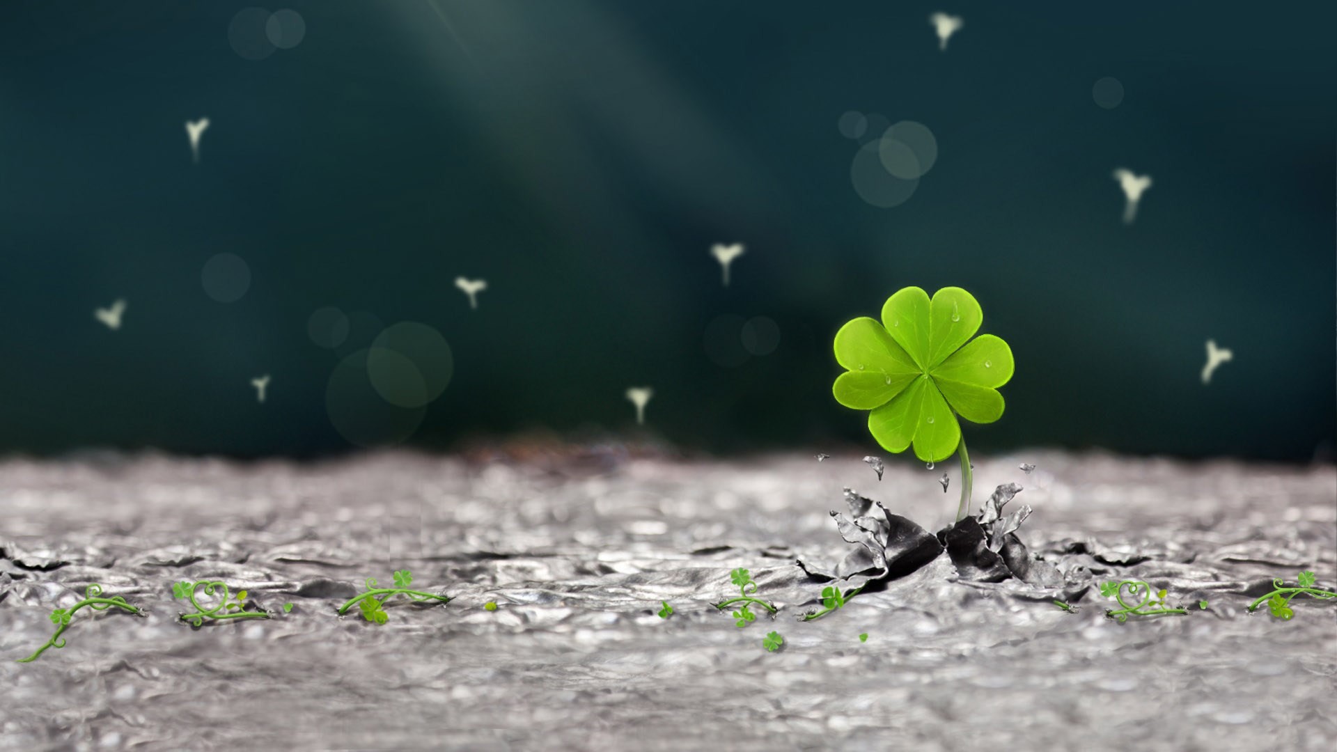 1920x1080 In the West that can find four leaf clover is lucky, in Japan that will get  happiness, so it is also called the lucky grass.