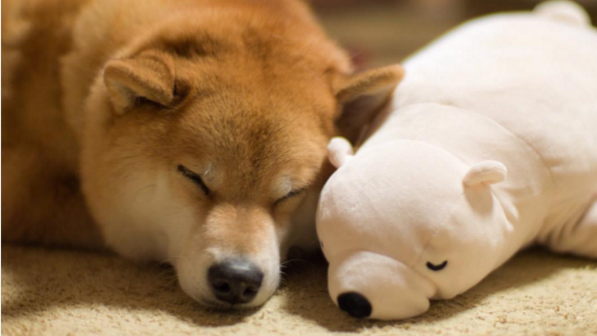 1920x1080 Adorable Shiba Inu and his toy bear are our favourite BFFs