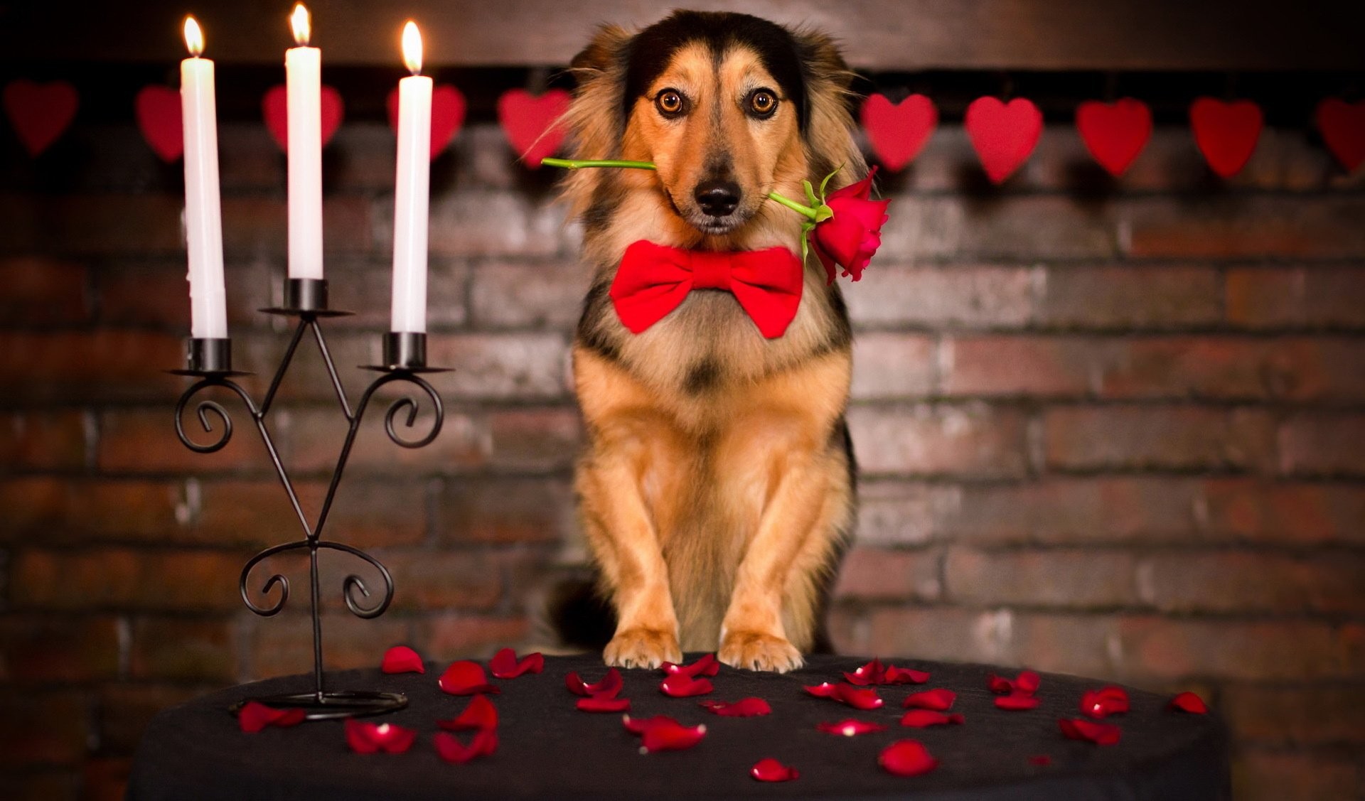 1920x1127 Rose friend dog love mood valentine valentines wallpaper |  |  433529 | WallpaperUP