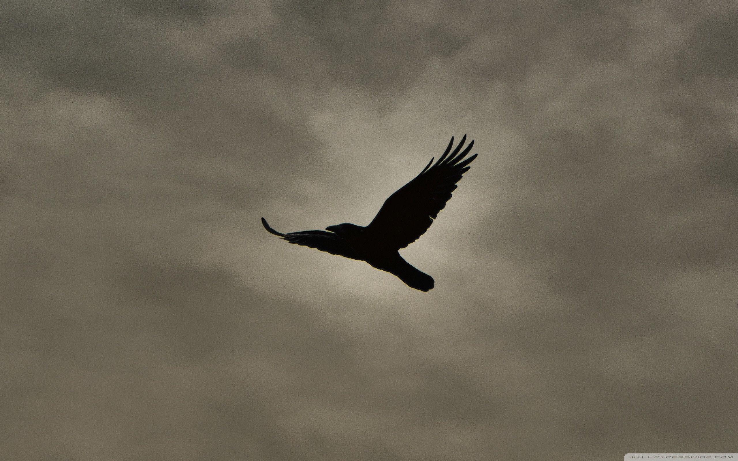 2560x1600 Crow Flying Silhouette HD Wide Wallpaper for Widescreen