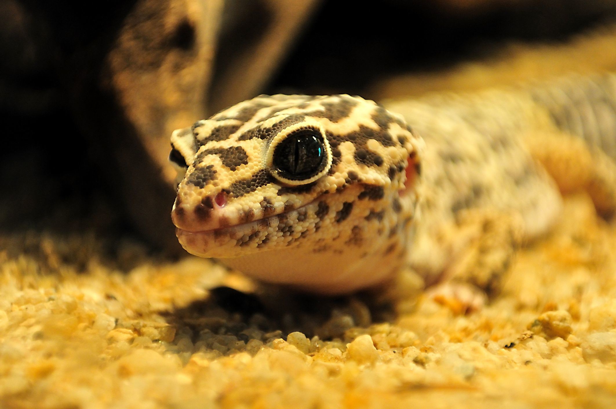 2126x1412 What Kind of Bedding Should You Use For Your Leopard Gecko?