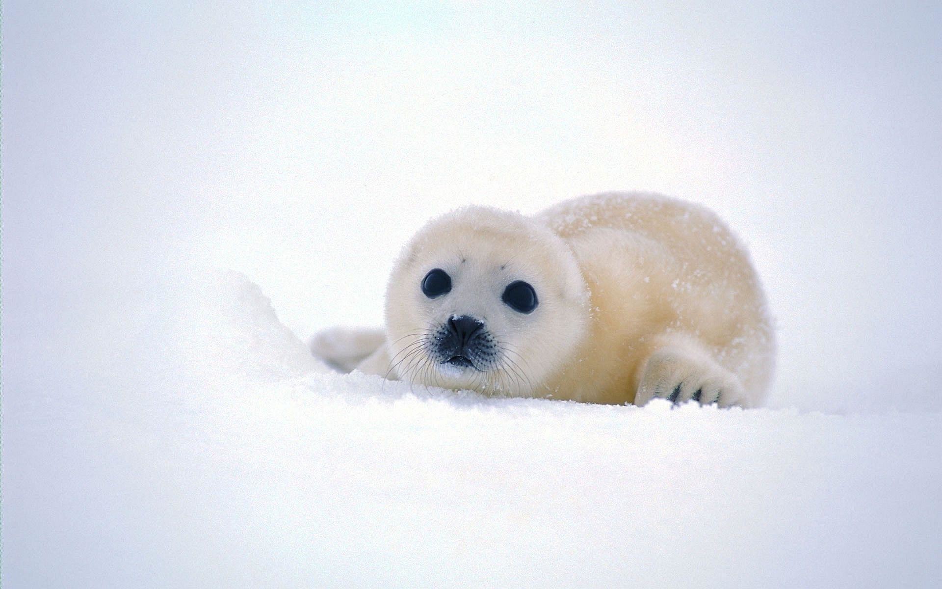 1920x1200 Cute Baby Seal Wallpapers | Pictures
