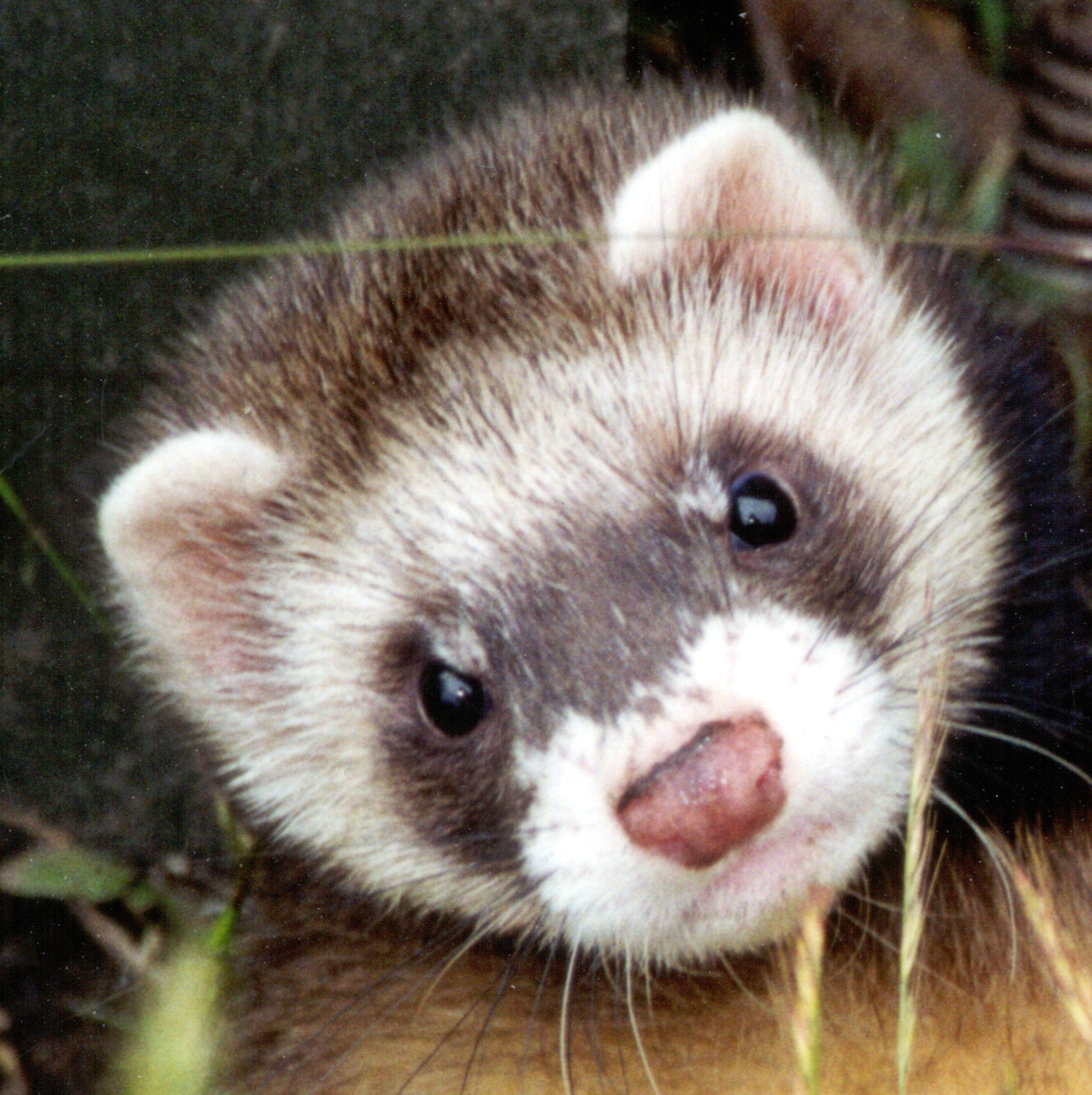 1986x1992 Image - Funny-Ferret-Cute-Small-Pets-Wallpaper-Pictures-07.jpg | Halo  Nation | FANDOM powered by Wikia