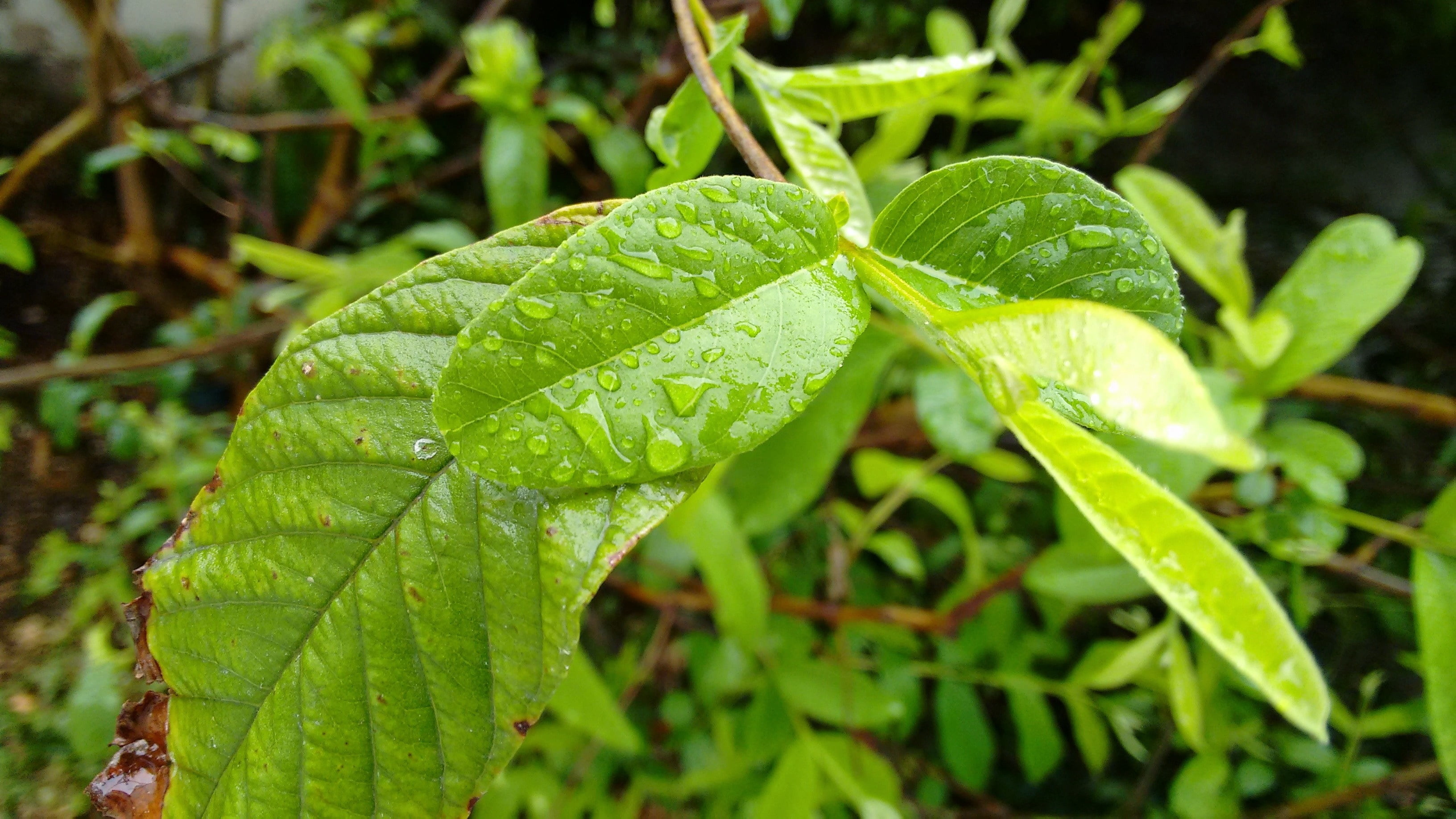 3264x1836 green leaf with teardrop at daytime HD wallpaper