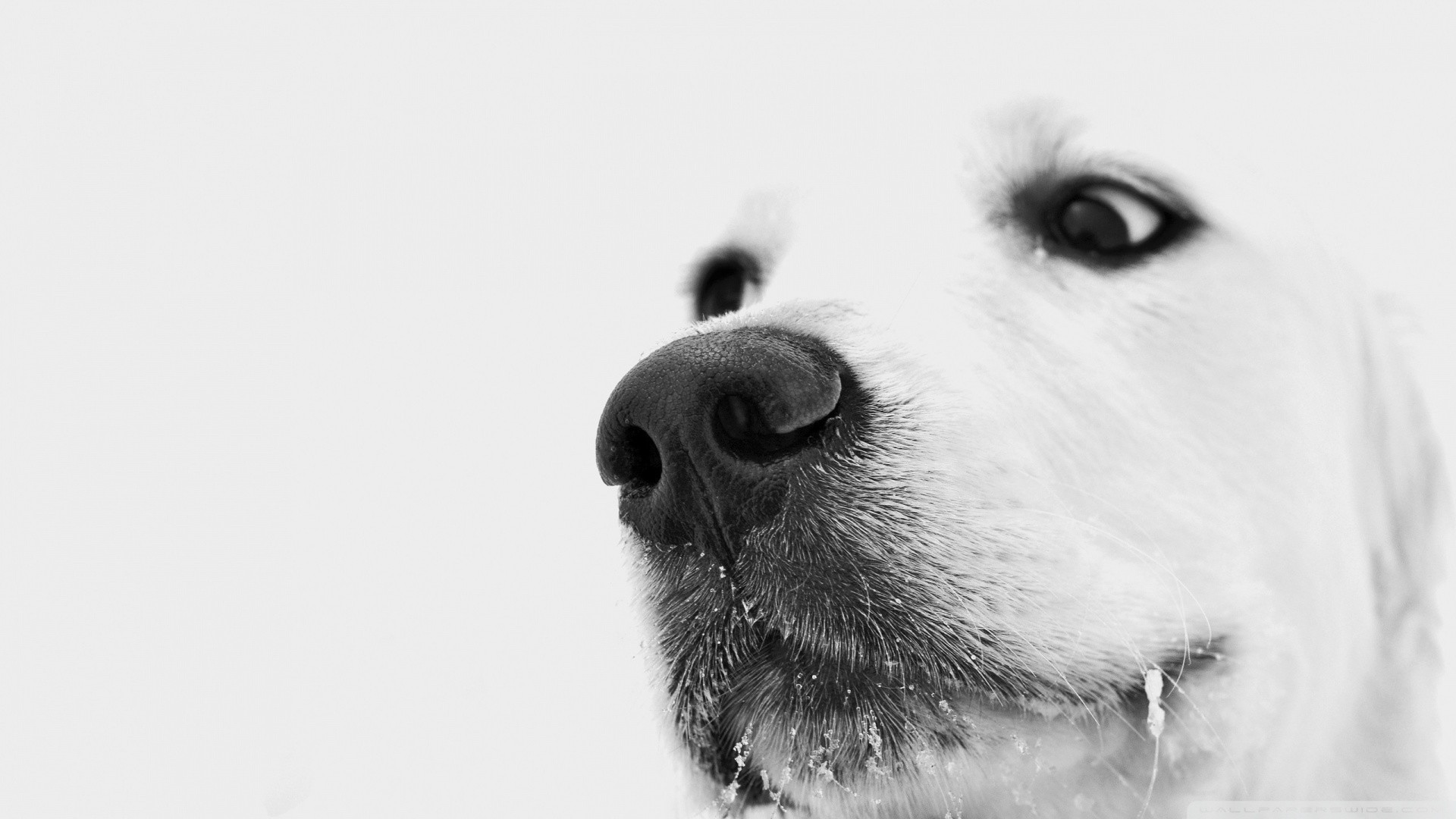 1920x1080 Black And White Dog Wallpapers Mobile