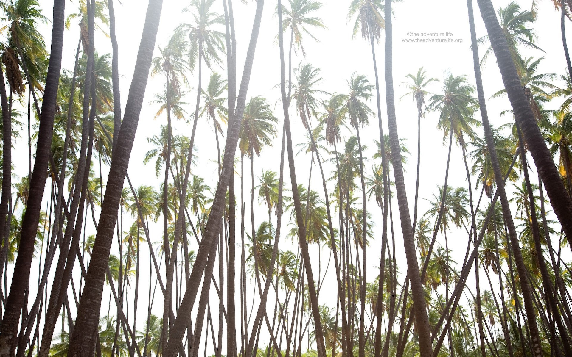 1920x1200 California Palms