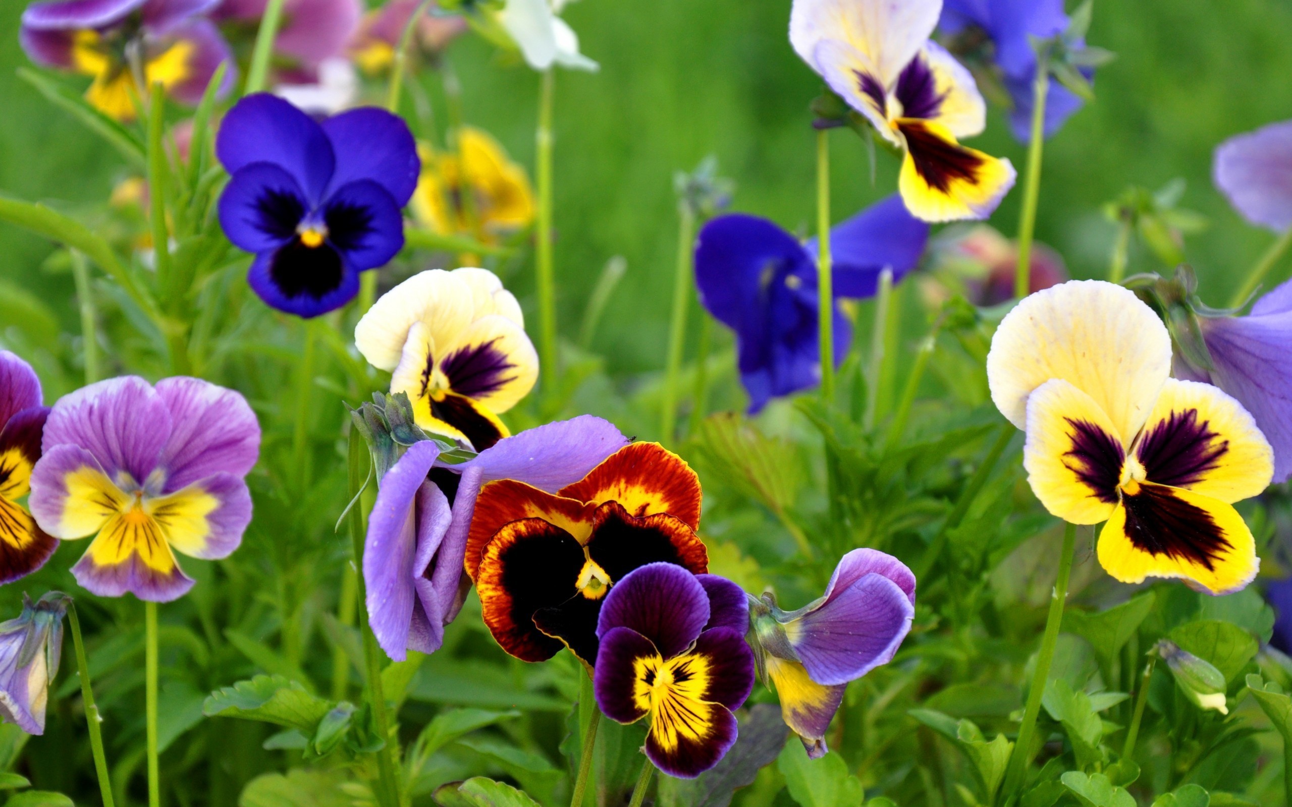 2560x1600 pansy flowers nature wallpaper 50003