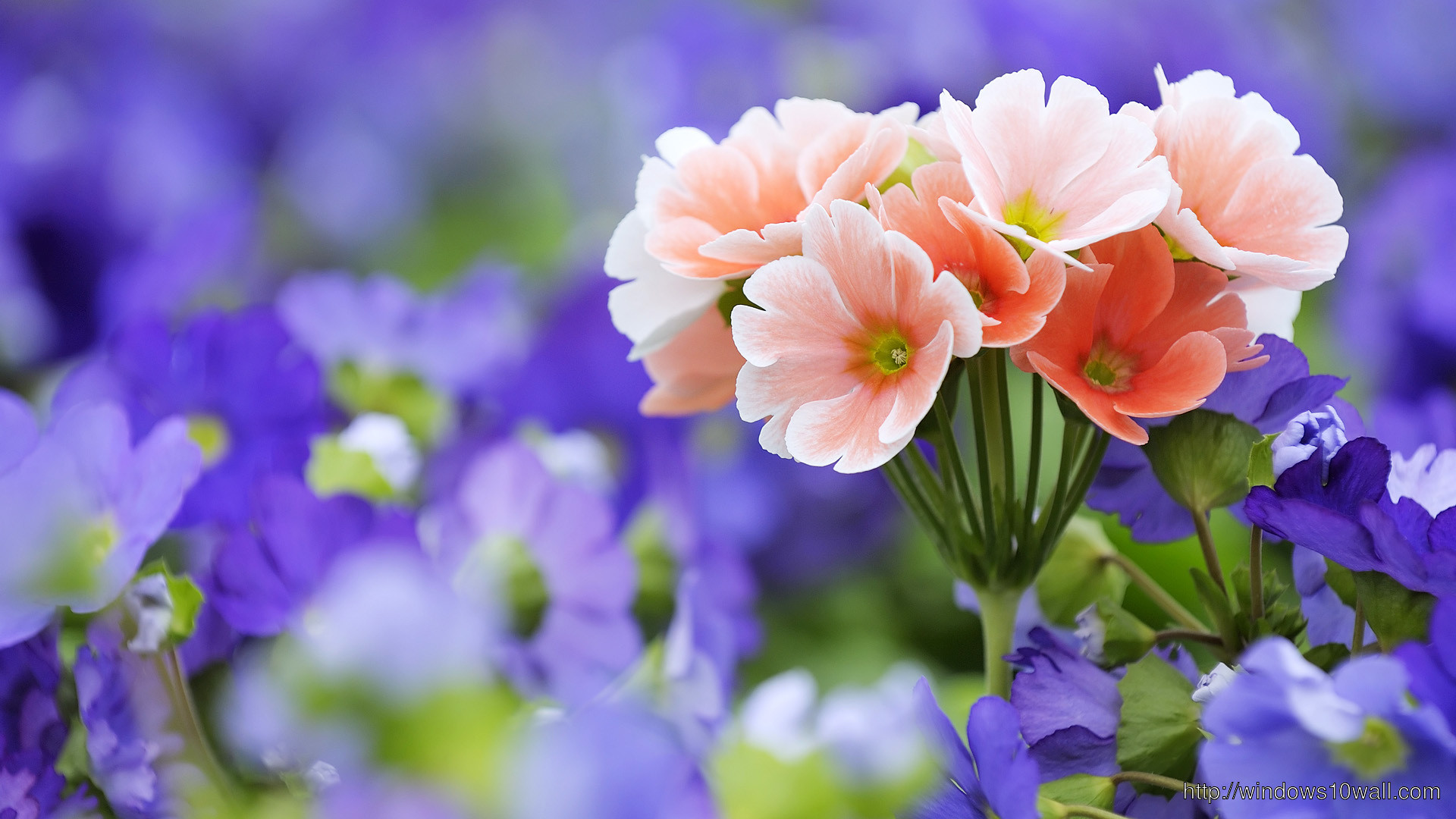 1920x1080 Large Size Wallpapers Of Flowers