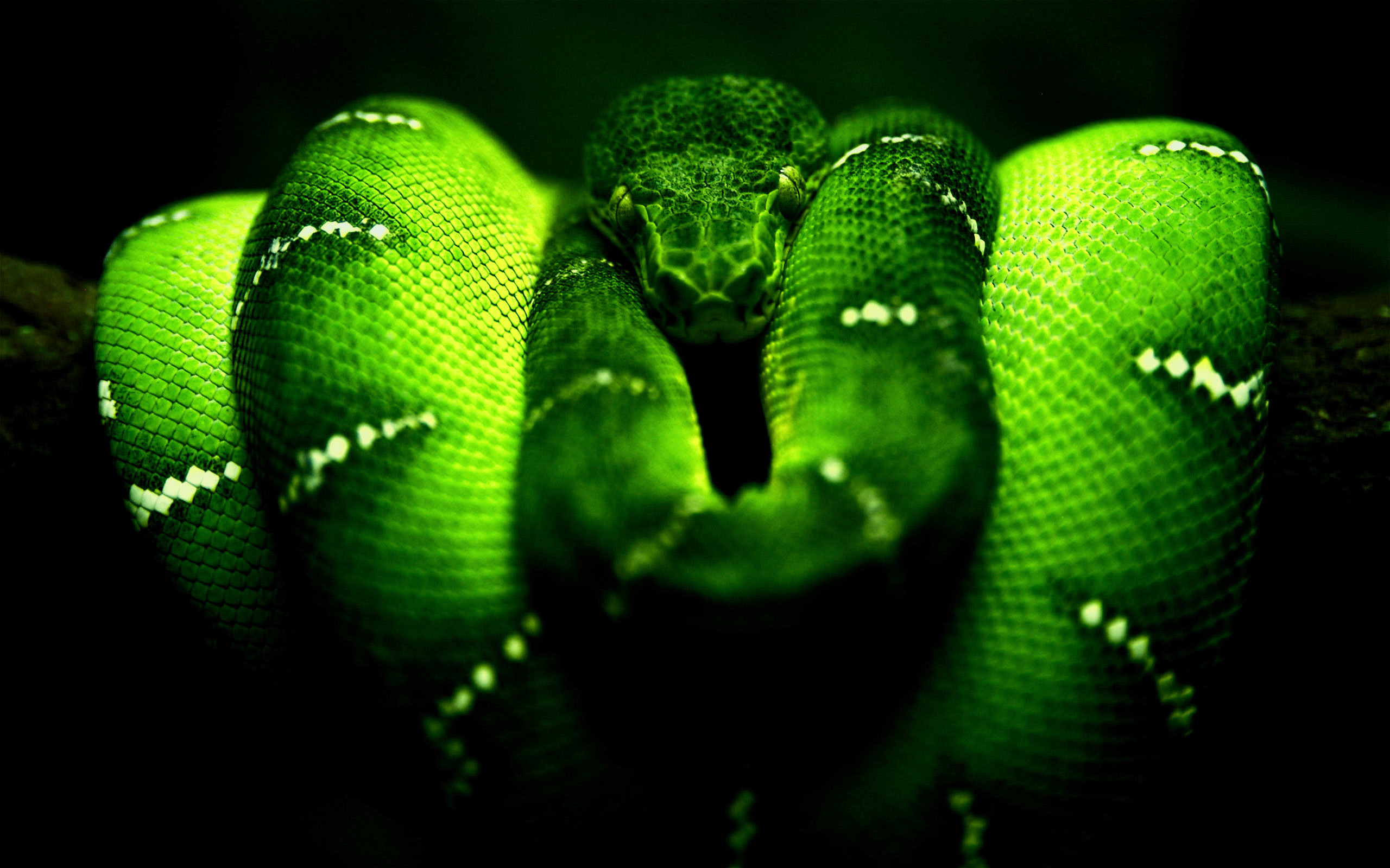 2560x1600 Neon Green Snake 1080p Wallpaperscom 