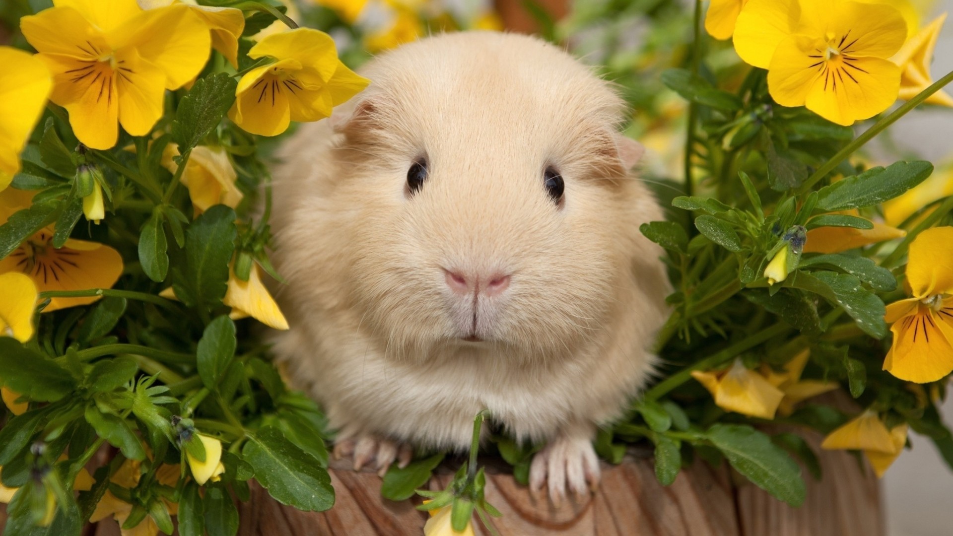 1920x1080  Wallpaper pansy, guinea pigs, flowers