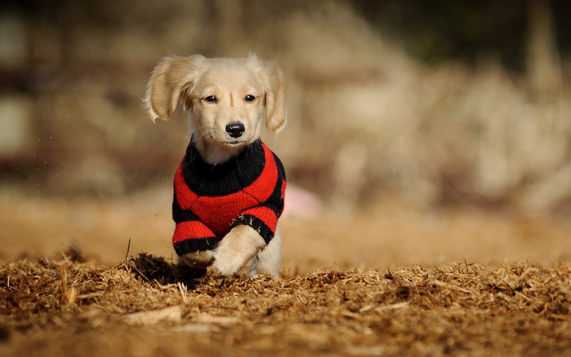 1920x1200 Clothed Cute Dog