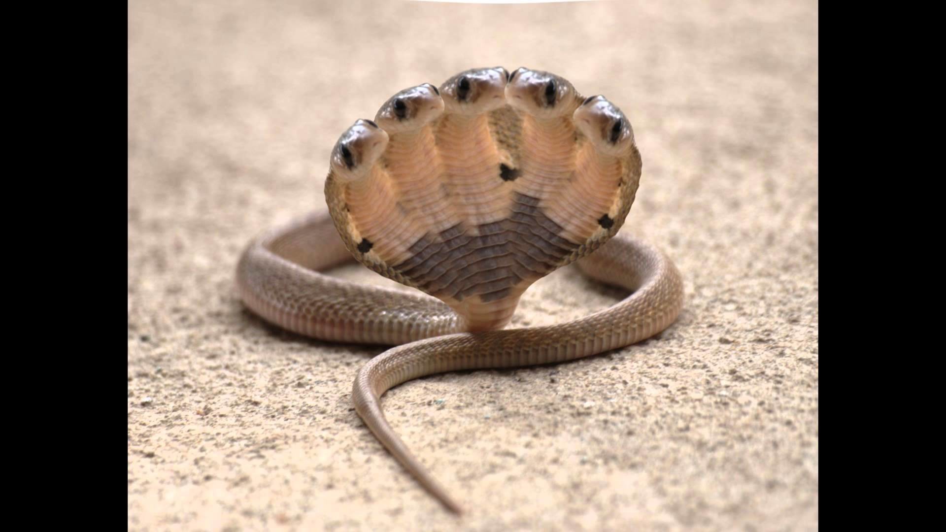Indian King Cobra Snake Wallpaper Images 84720 | The Best Porn Website