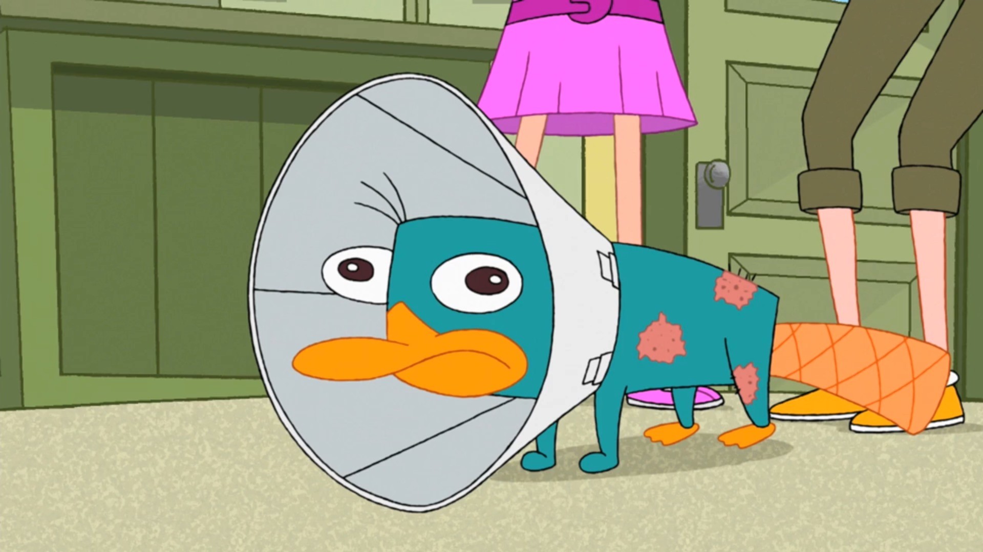 1920x1080 Perry with a pet cone.jpg