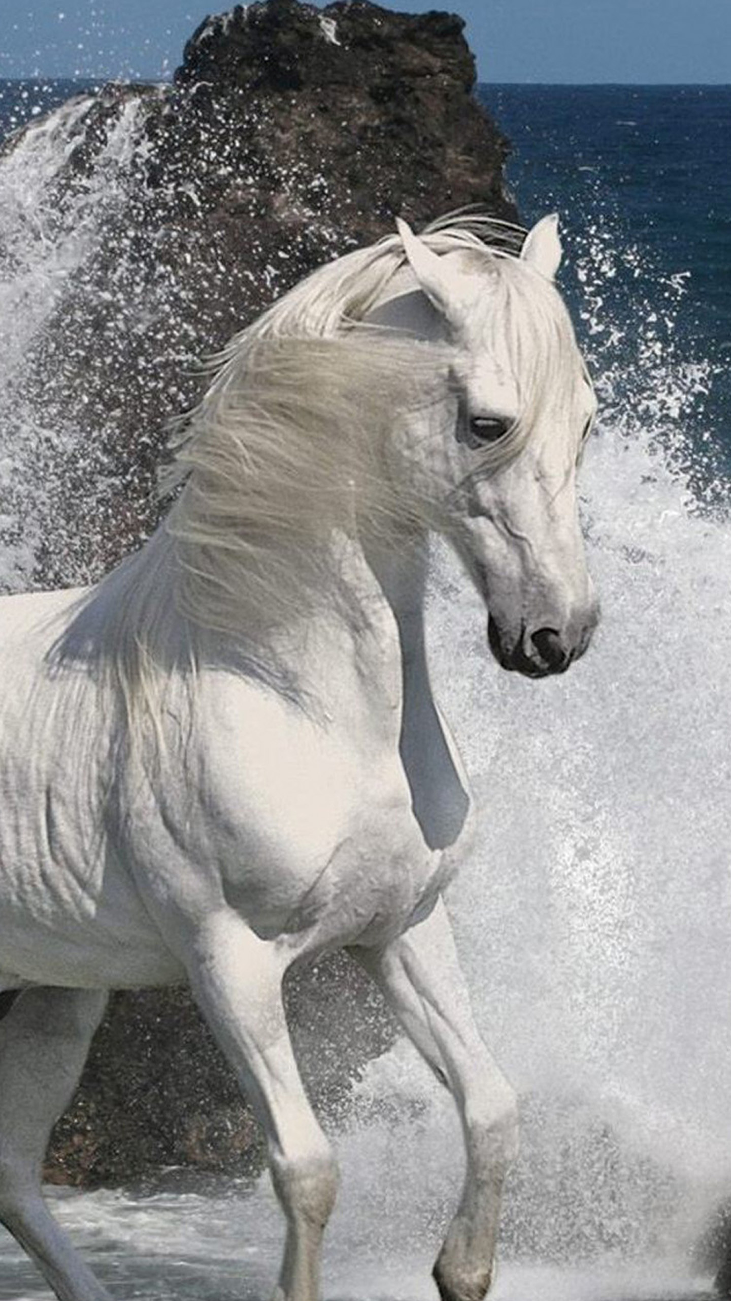 1440x2560 White Horse and water Galaxy S8 Wallpapers