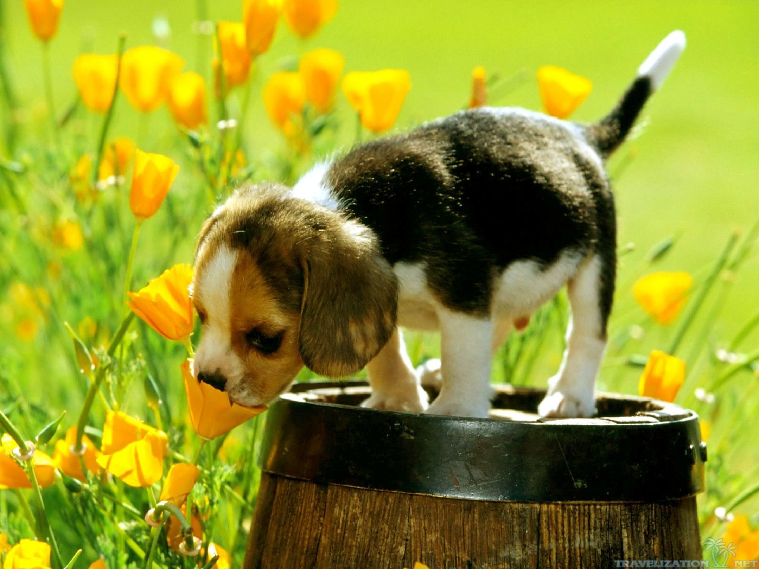 2560x1920 ... backgrounds for cute spring puppy backgrounds www 8backgrounds com ...