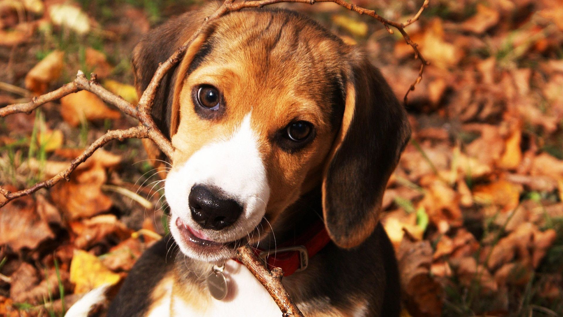 1920x1080 wallpaper.wiki-Cute-Beagle-Background-PIC-WPB0015485