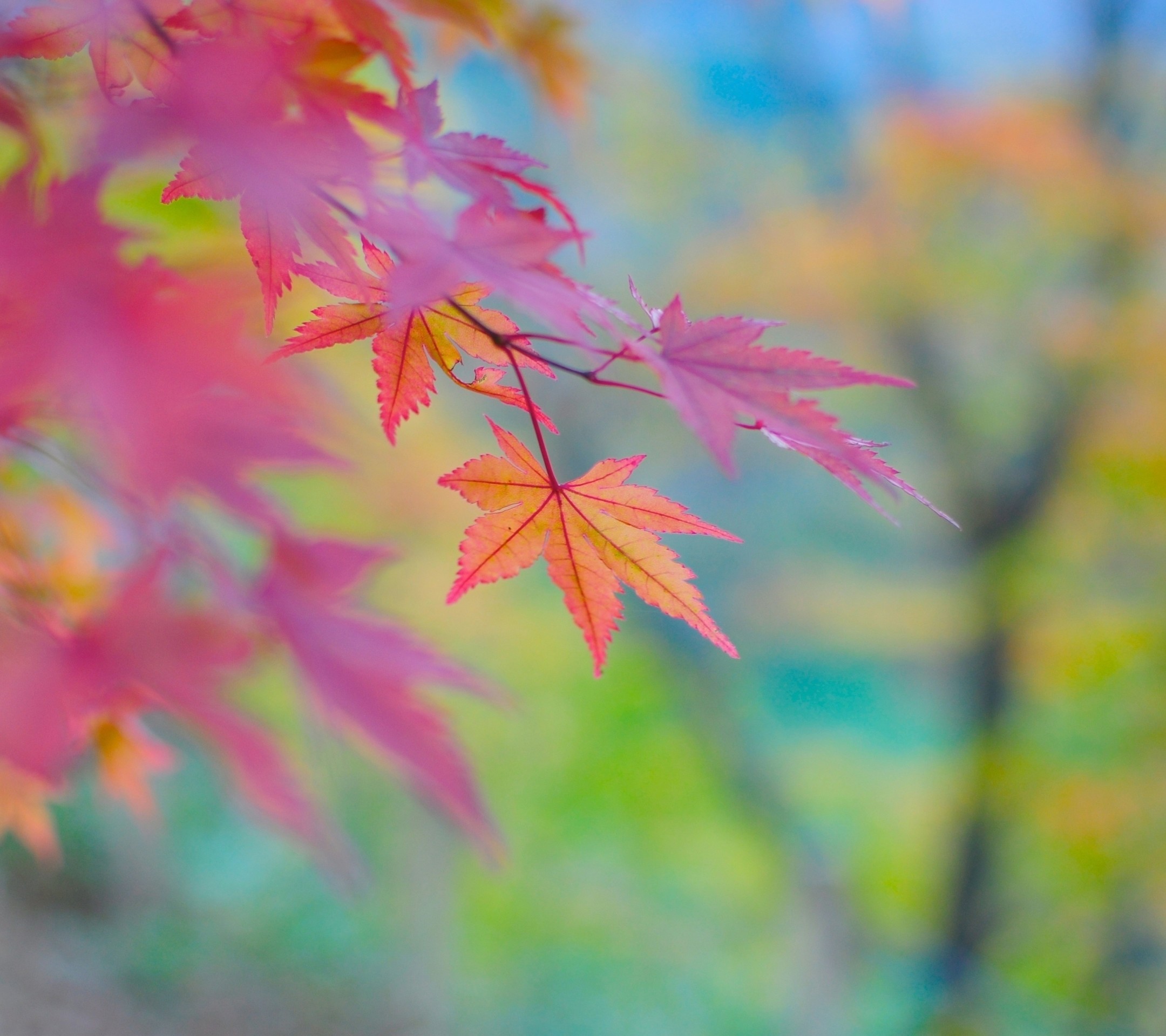 2160x1920 We're celebrating the change in seasons with beautiful, fall-themed  wallpapers for your iPad.