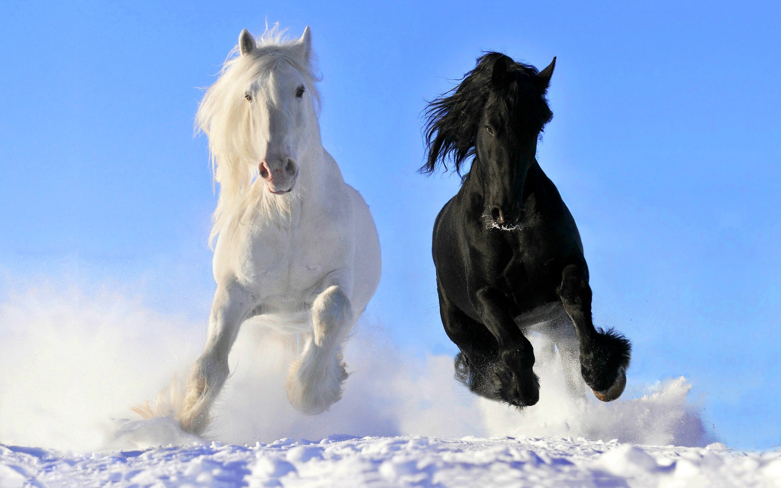 2560x1600 black and white horse. Â«Â«