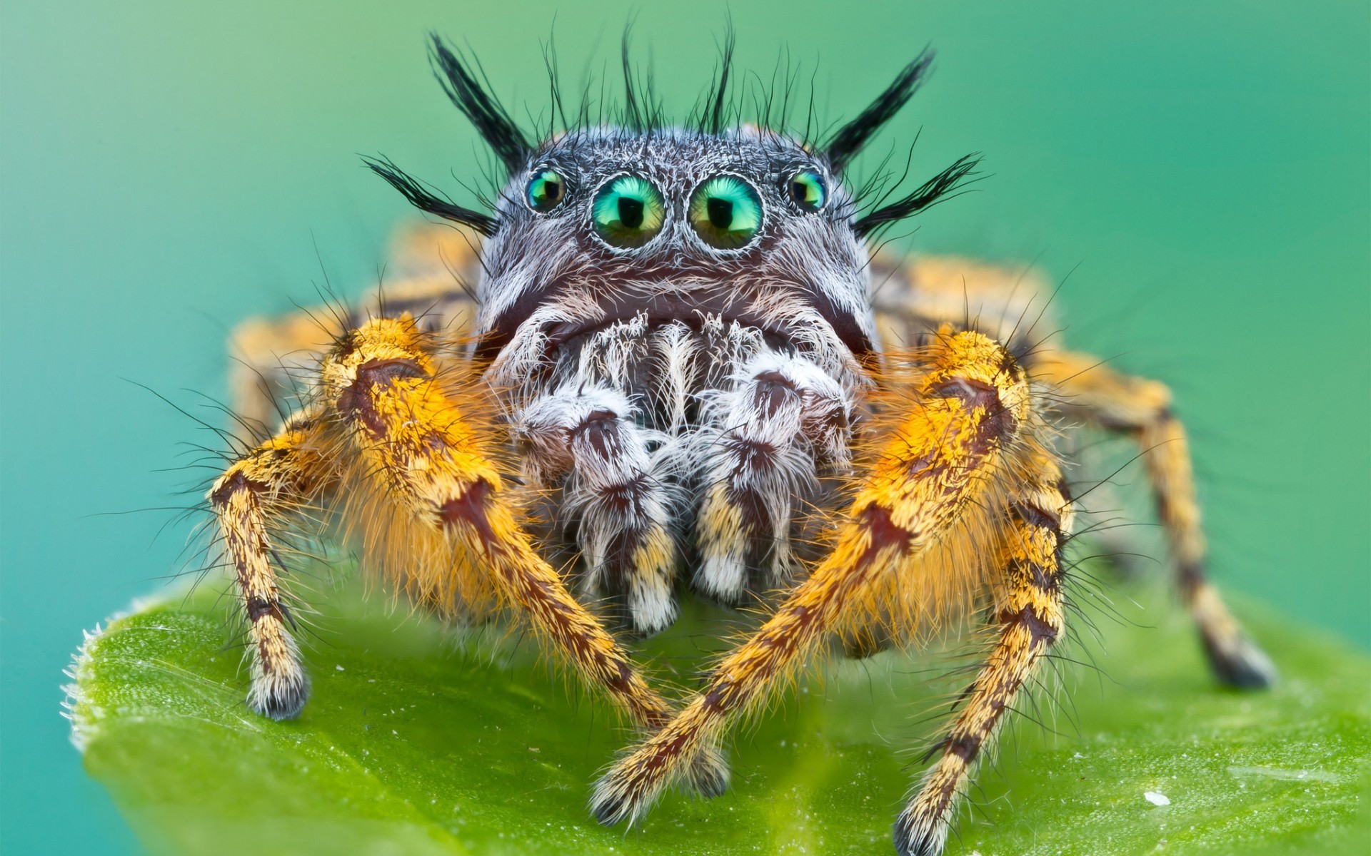 1920x1200 Animals insects spider face eyes creepy spooky legs alien wallpaper |   | 27035 | WallpaperUP