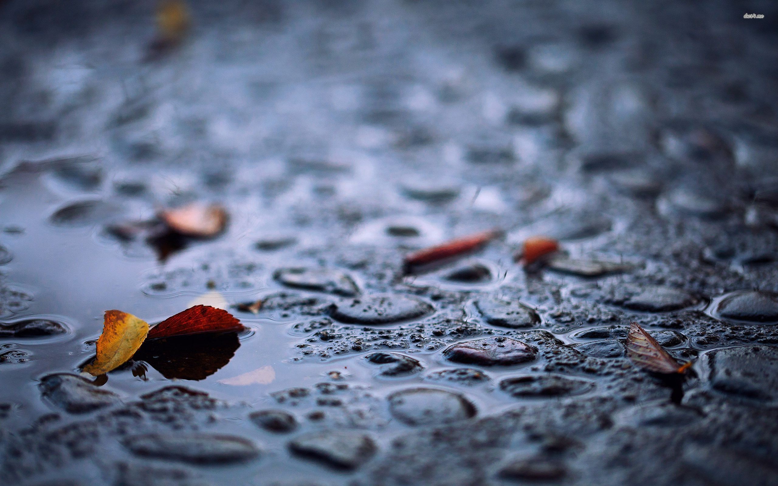 2560x1600 ... Leaves falling in the puddle wallpaper  ...