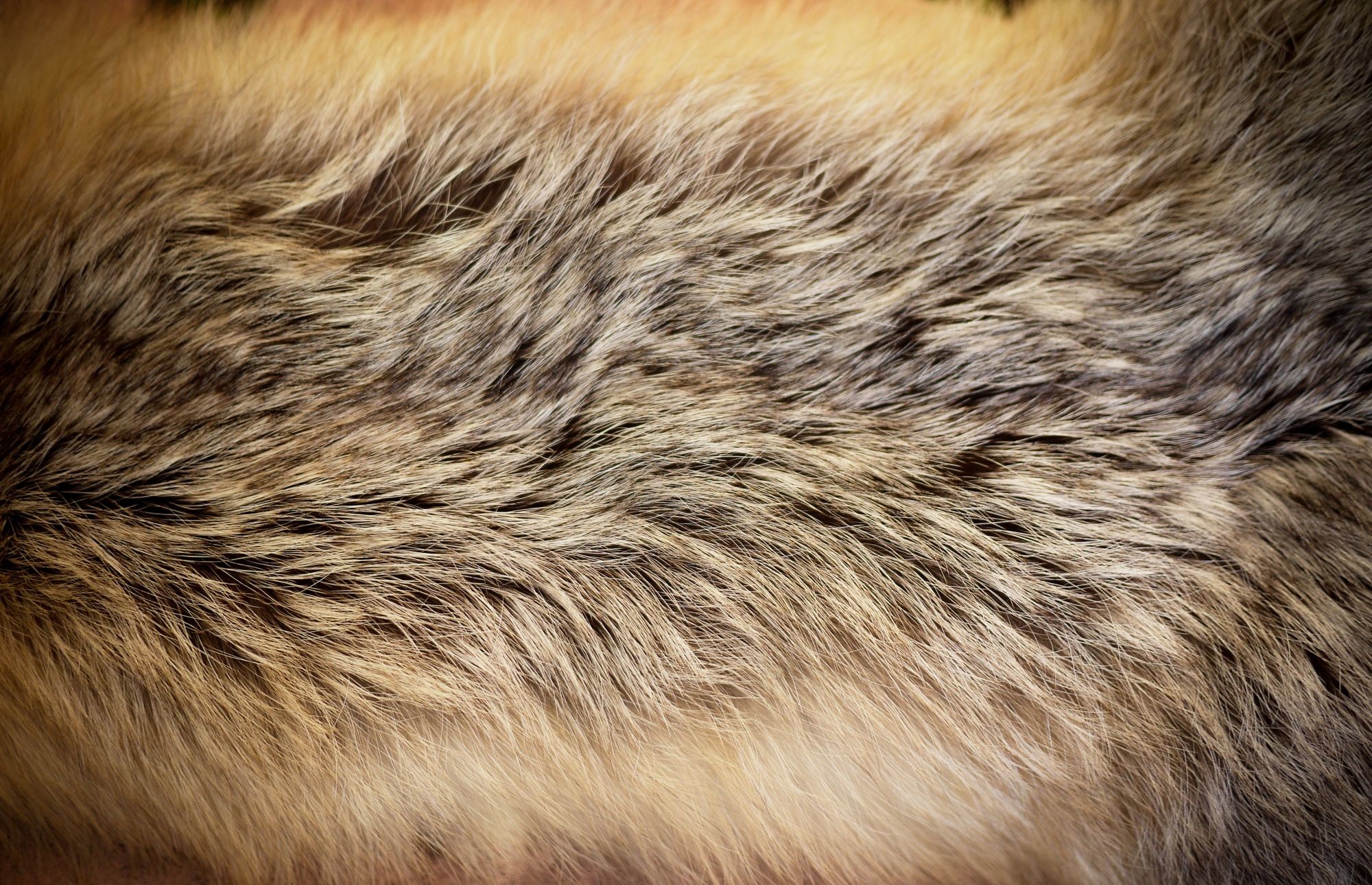 2000x1290 Cross Fox Fur Reference by cravingotters Cross Fox Fur Reference by  cravingotters
