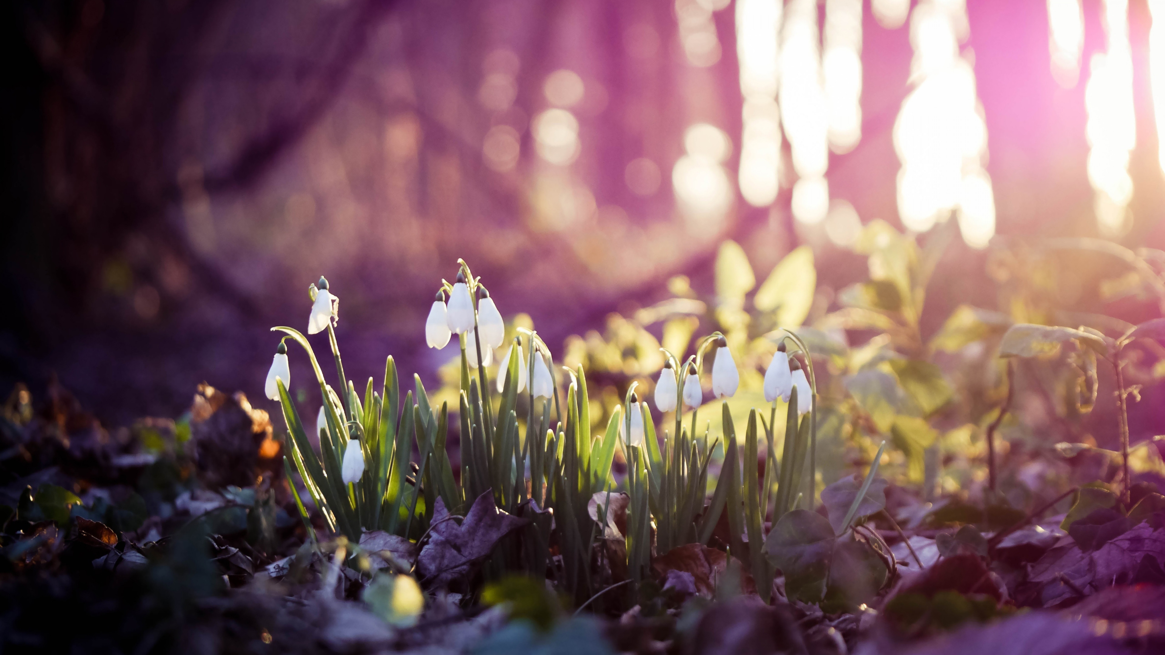 3840x2160 Preview wallpaper spring, snowdrops, flowers, wood, first 