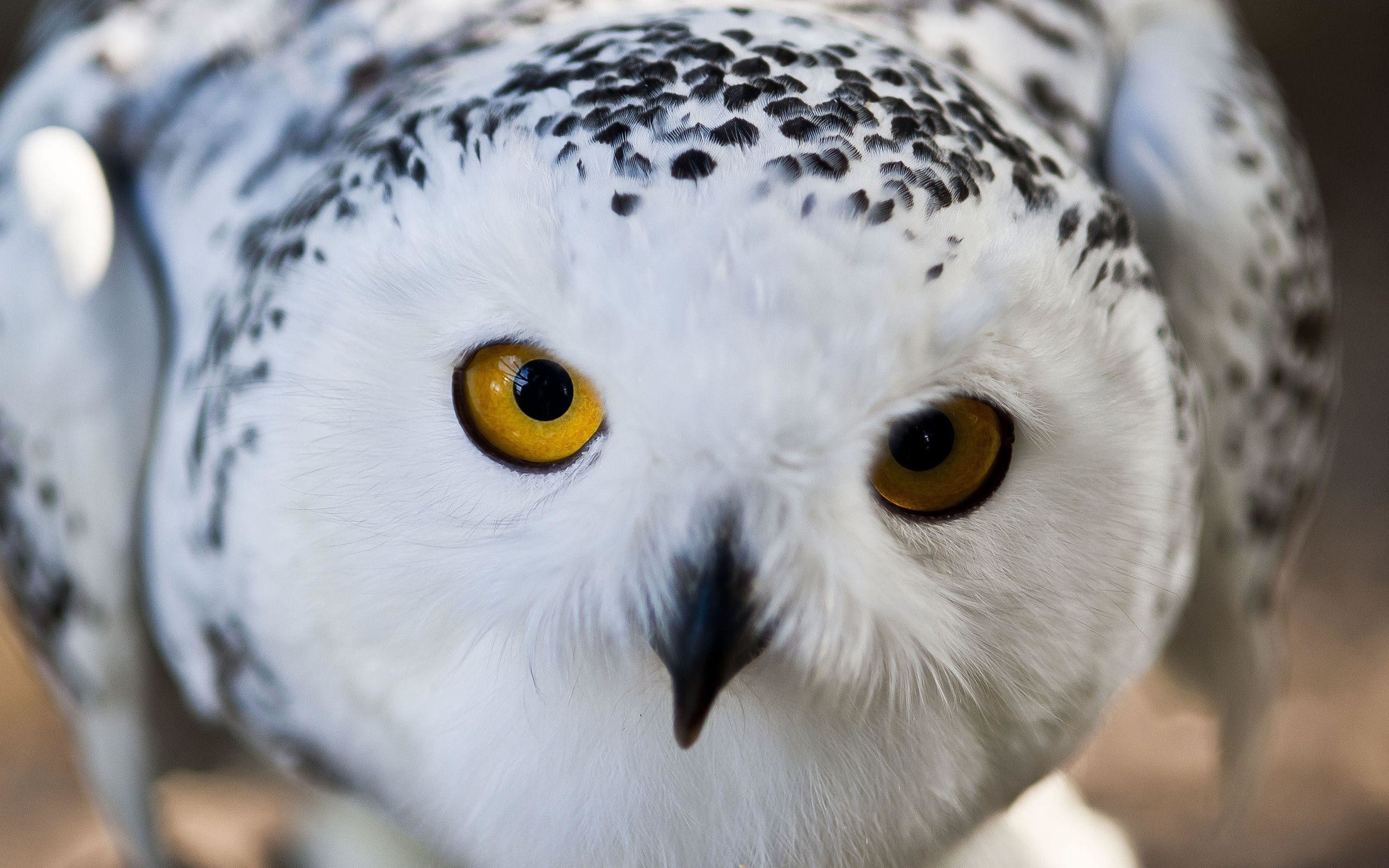2560x1600 Snowy Owl HD Wallpapers Pictures | HD Wallpaper Photo