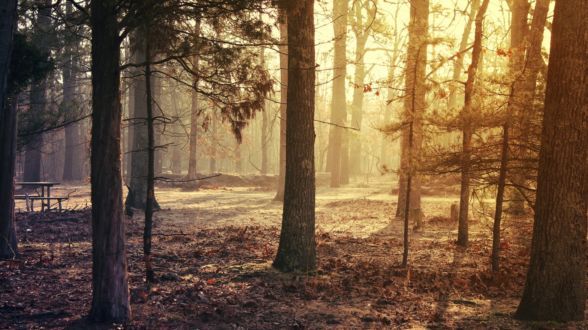 1920x1080 Preview wallpaper forest, trees, grass, morning light 