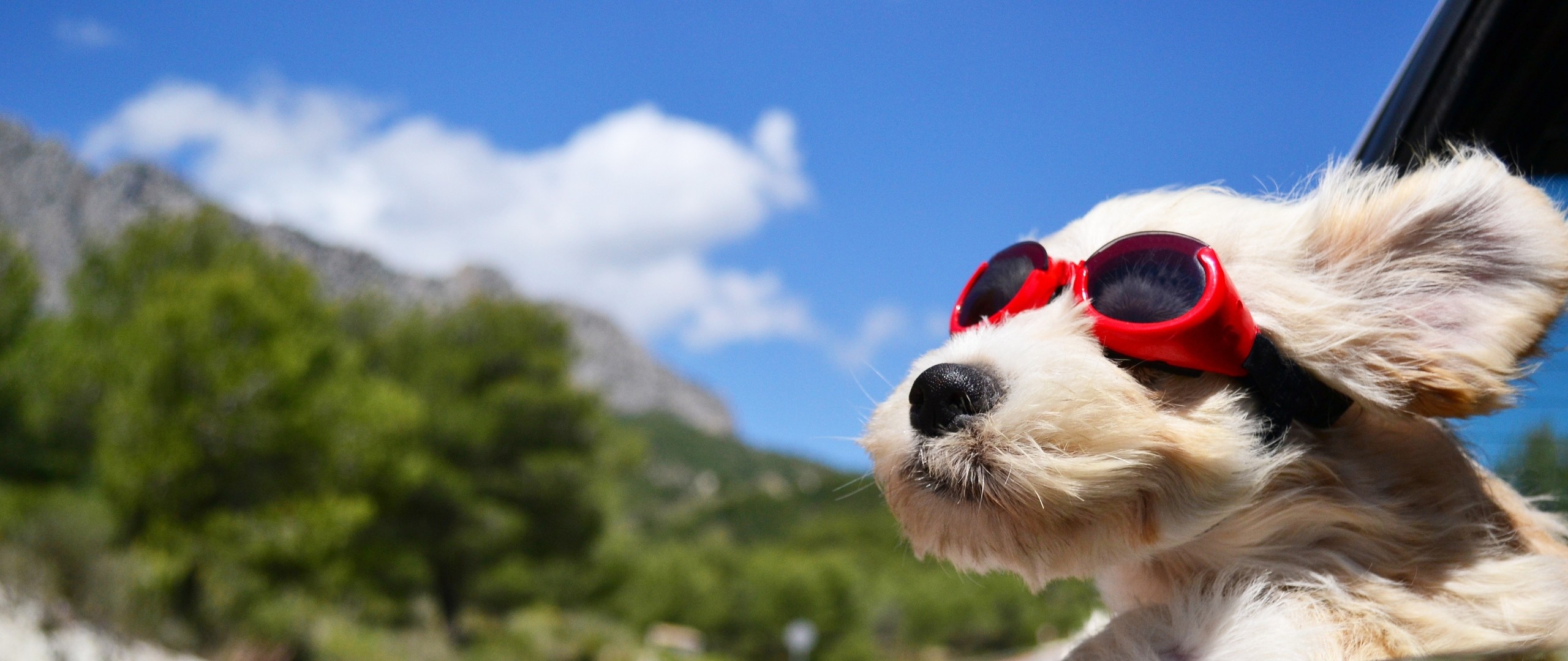 2560x1080 Preview wallpaper dog, face, wind, glasses 