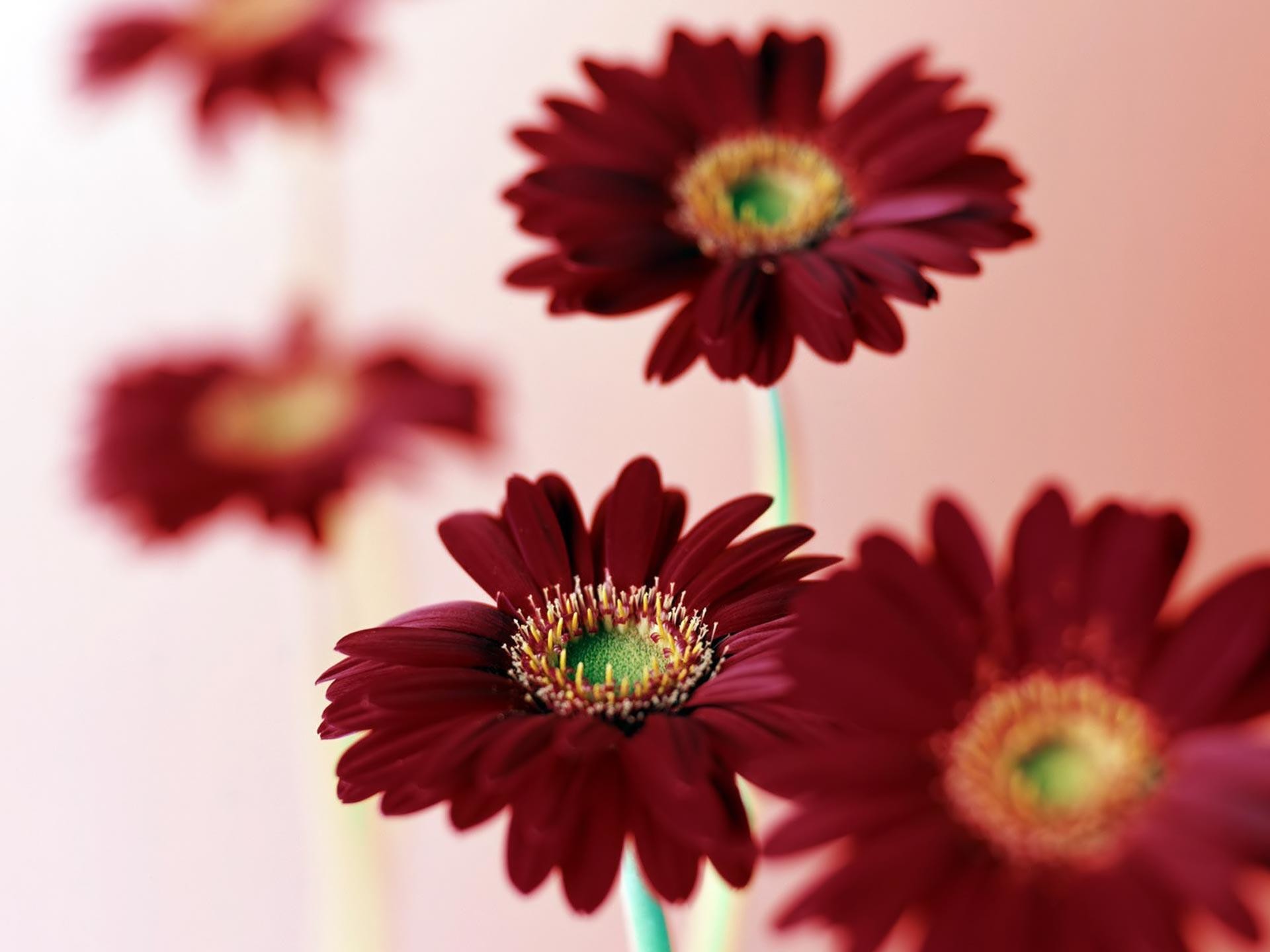 Daisy a day HD wallpapers | Pxfuel