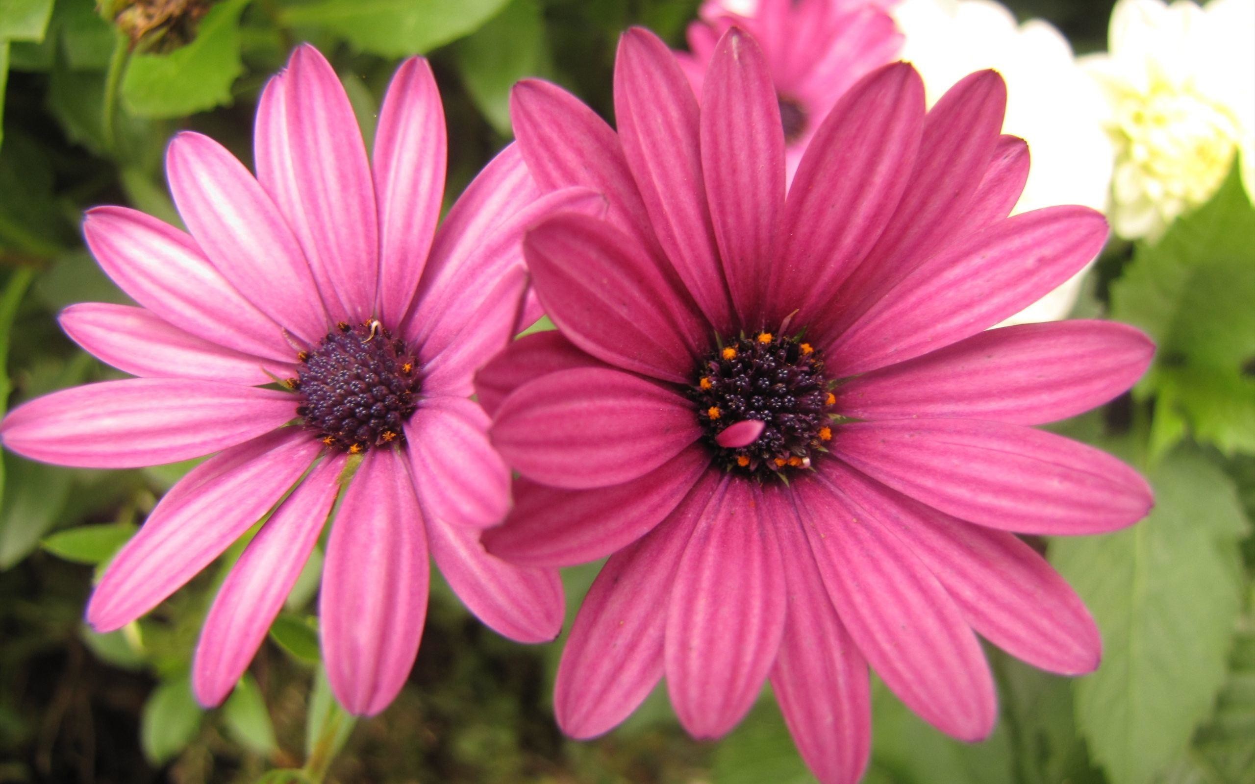 2560x1600 Pink Daisy Wallpapers (47+ Background Pictures