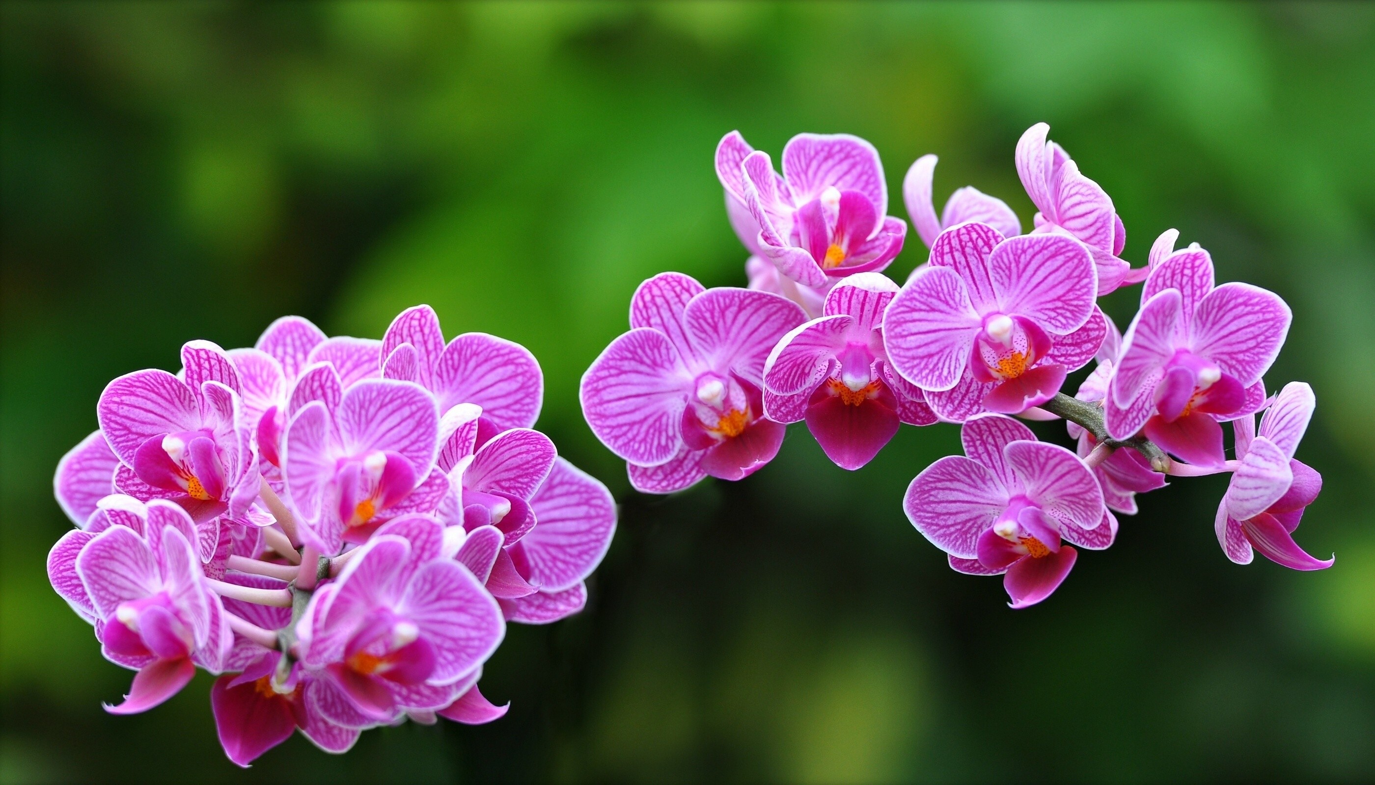 2800x1600 free,orchids colors, exotic, flower wallpaper tumblr, 1080p, closeup, flower  wallpaper hd,Beautiful Flower Wallpapers,_ Wallpaper HD