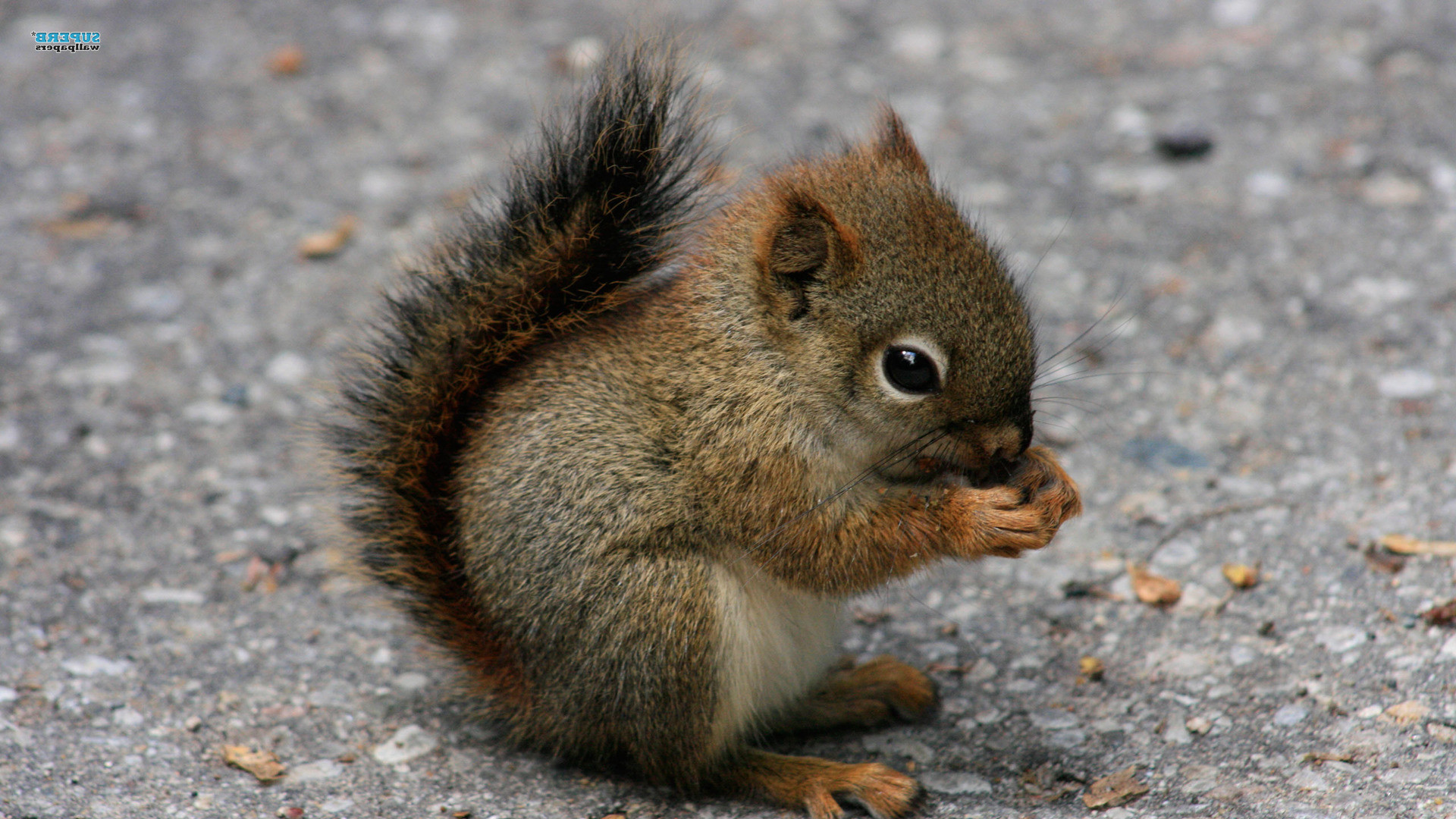 1920x1080 baby animals | Home › Animals › Cute Squirrel Baby Animal HD Wallpaper For .